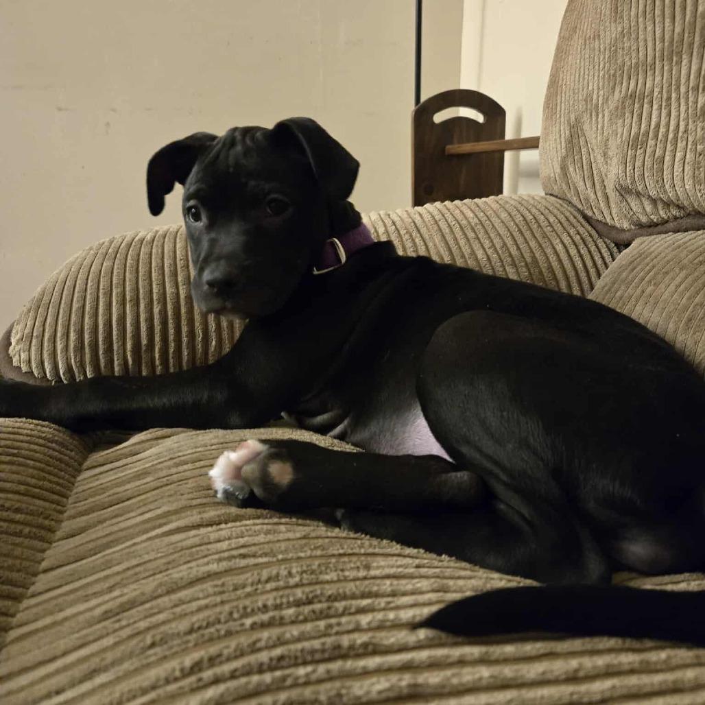 Aspin, Adoptable, Puppy Female Mixed Breed.
