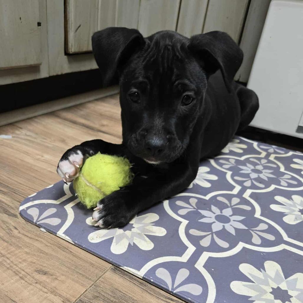 Aspin, Adoptable, Puppy Female Mixed Breed.