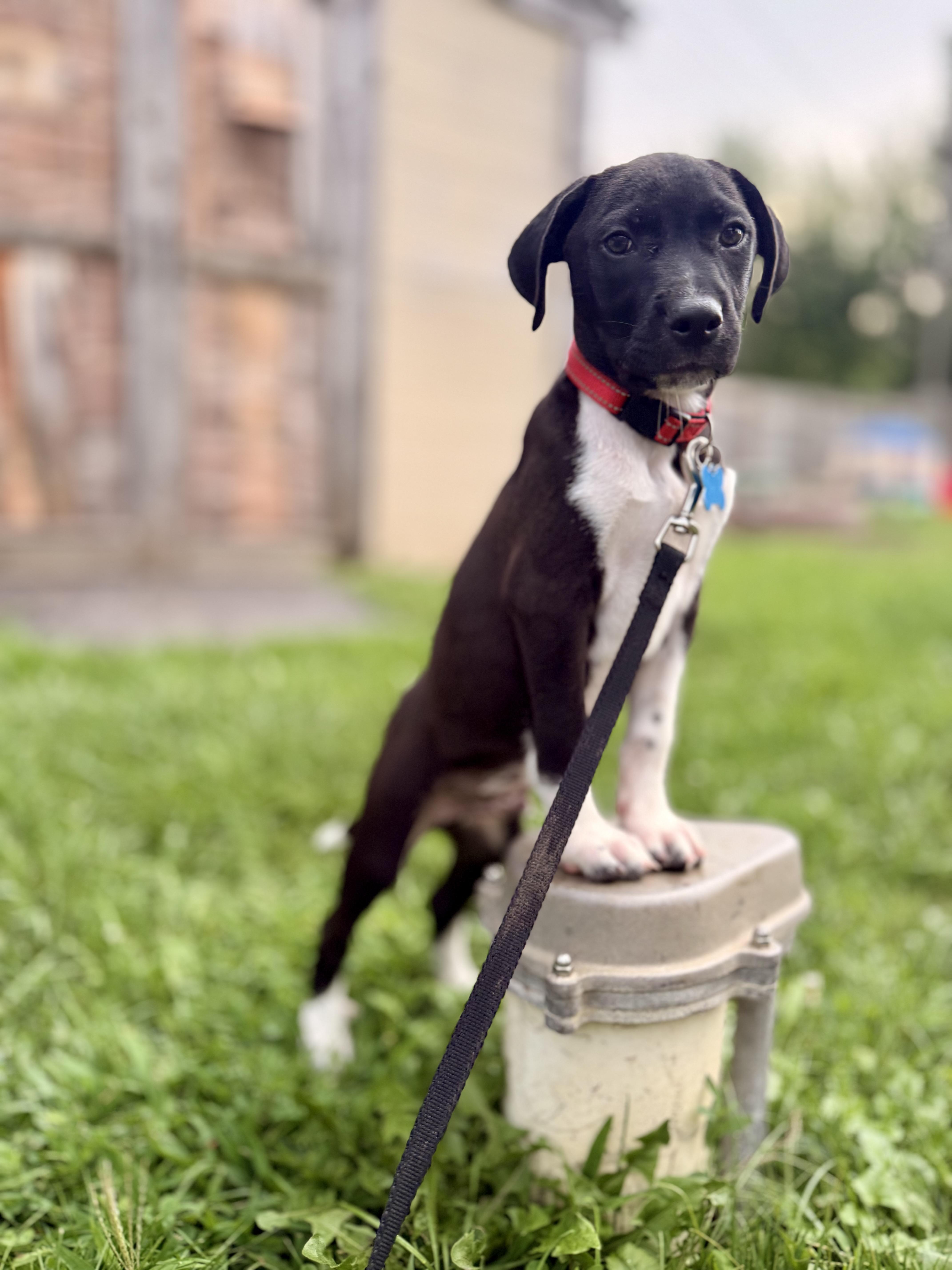 Enlarge Bandit, a Adoptable mixed breed in Carol Stream, IL image 4/6