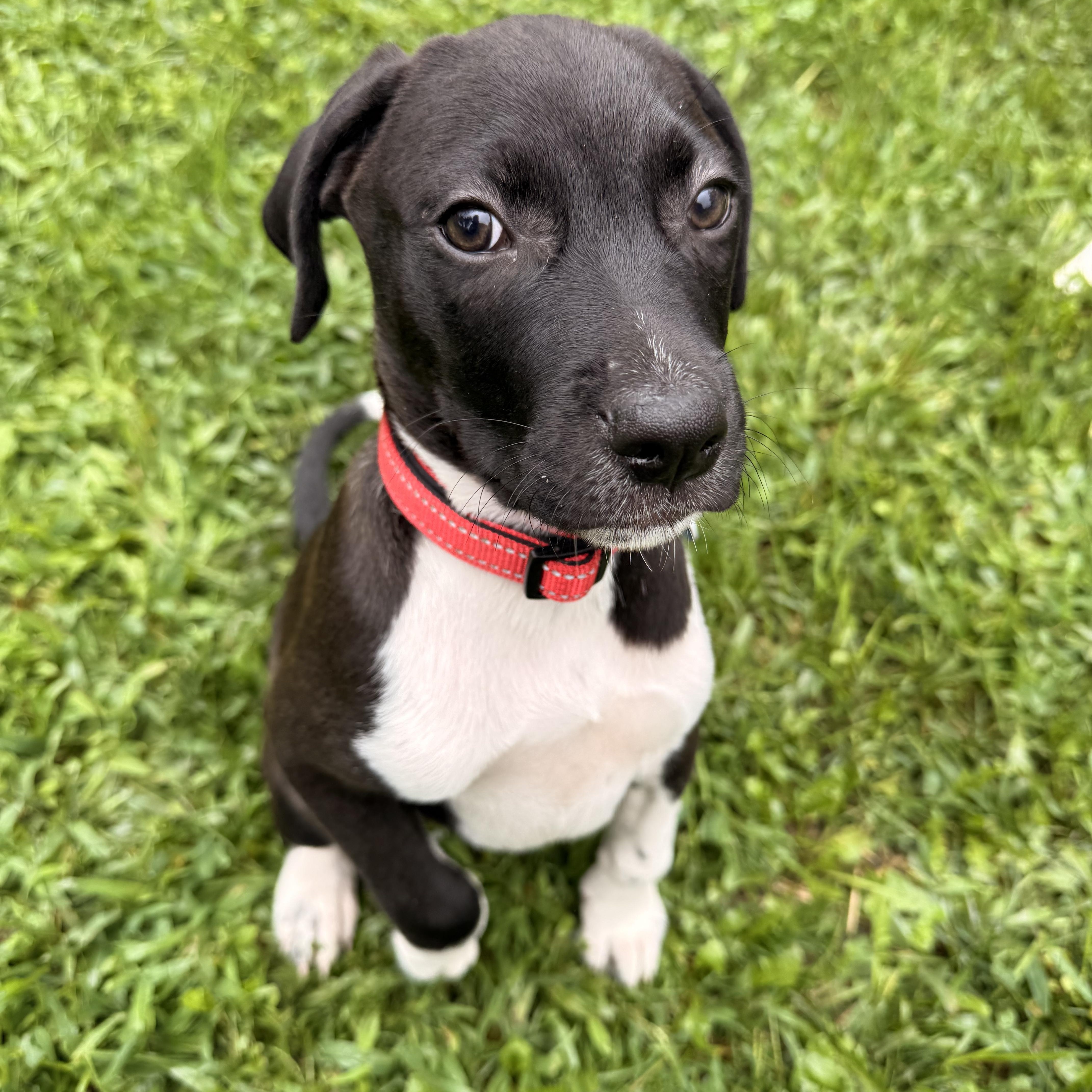 Enlarge Bandit, a Adoptable mixed breed in Carol Stream, IL image 6/6