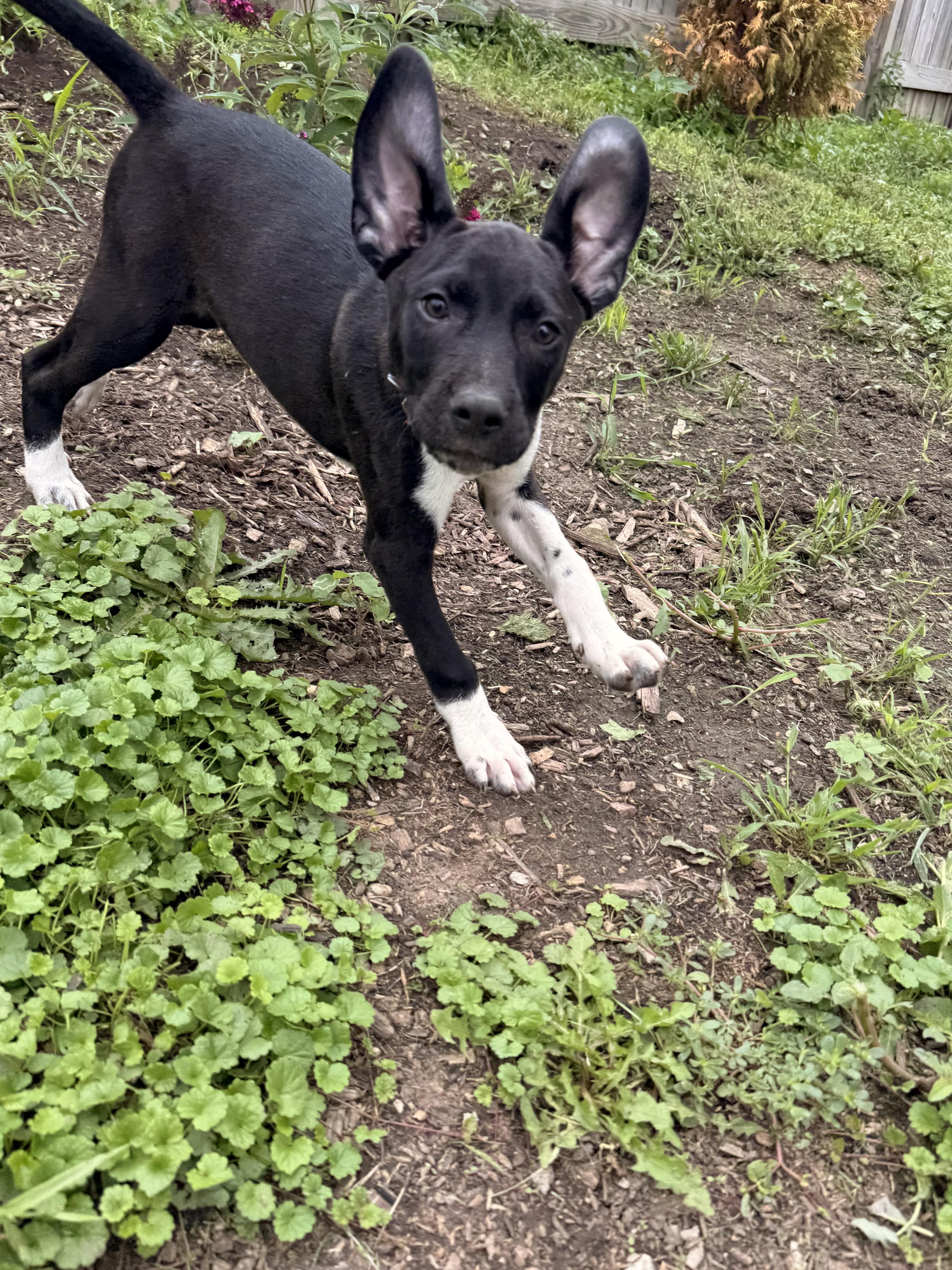 Enlarge Bandit, a Adoptable mixed breed in Carol Stream, IL image 3/6
