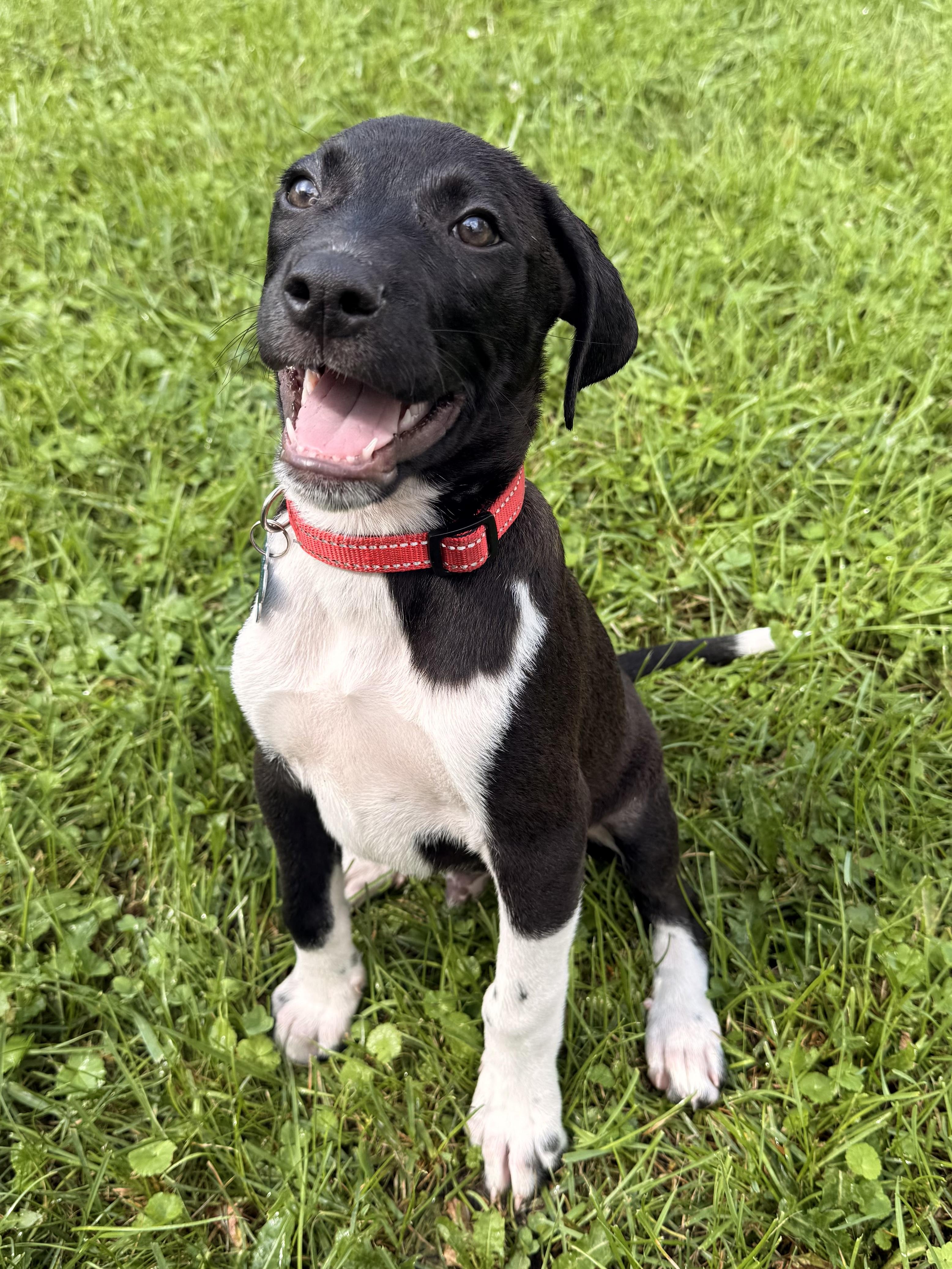 Enlarge Bandit, a Adoptable mixed breed in Carol Stream, IL image 2/6