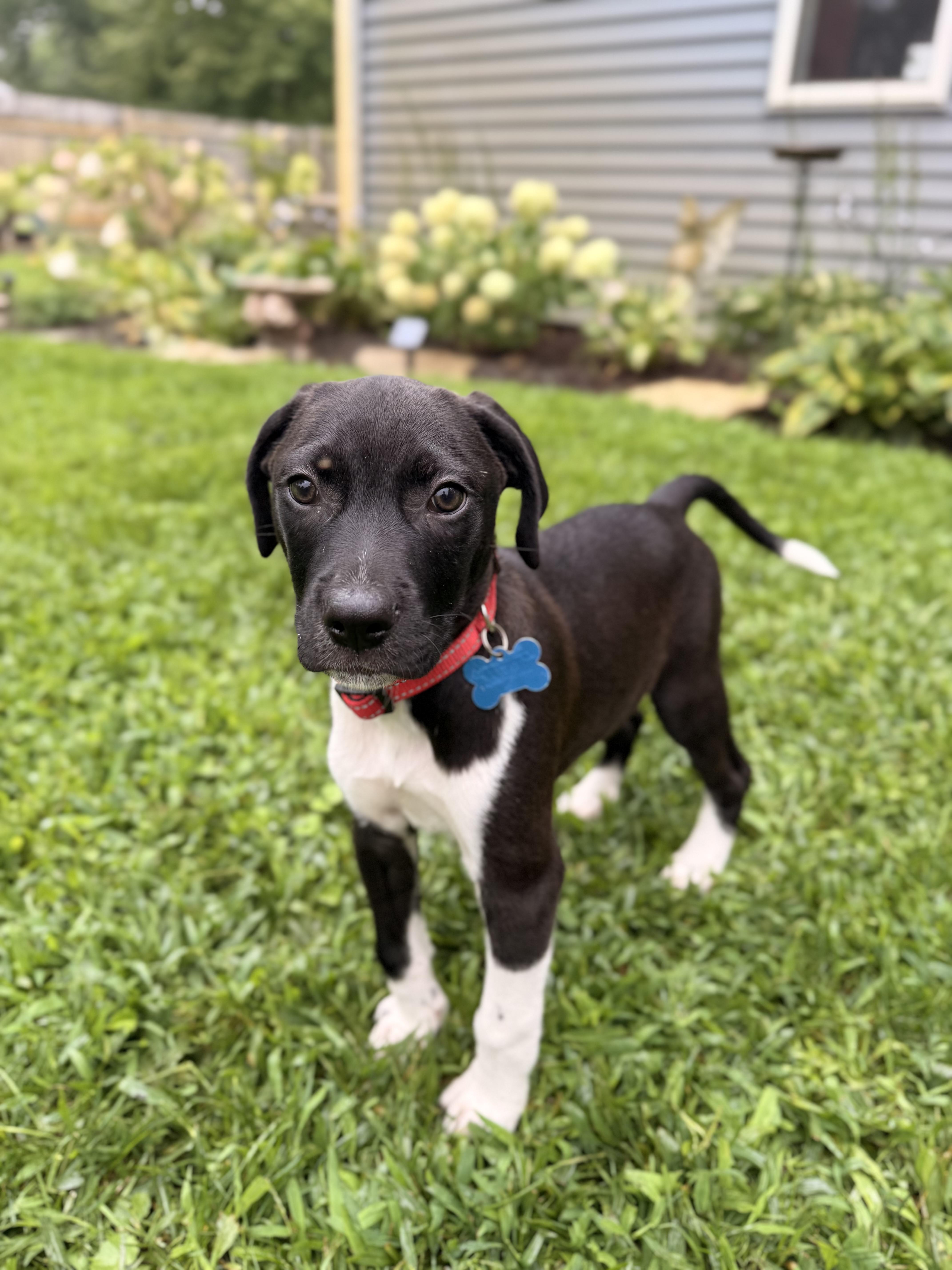 Enlarge Bandit, a Adoptable mixed breed in Carol Stream, IL image 1/6