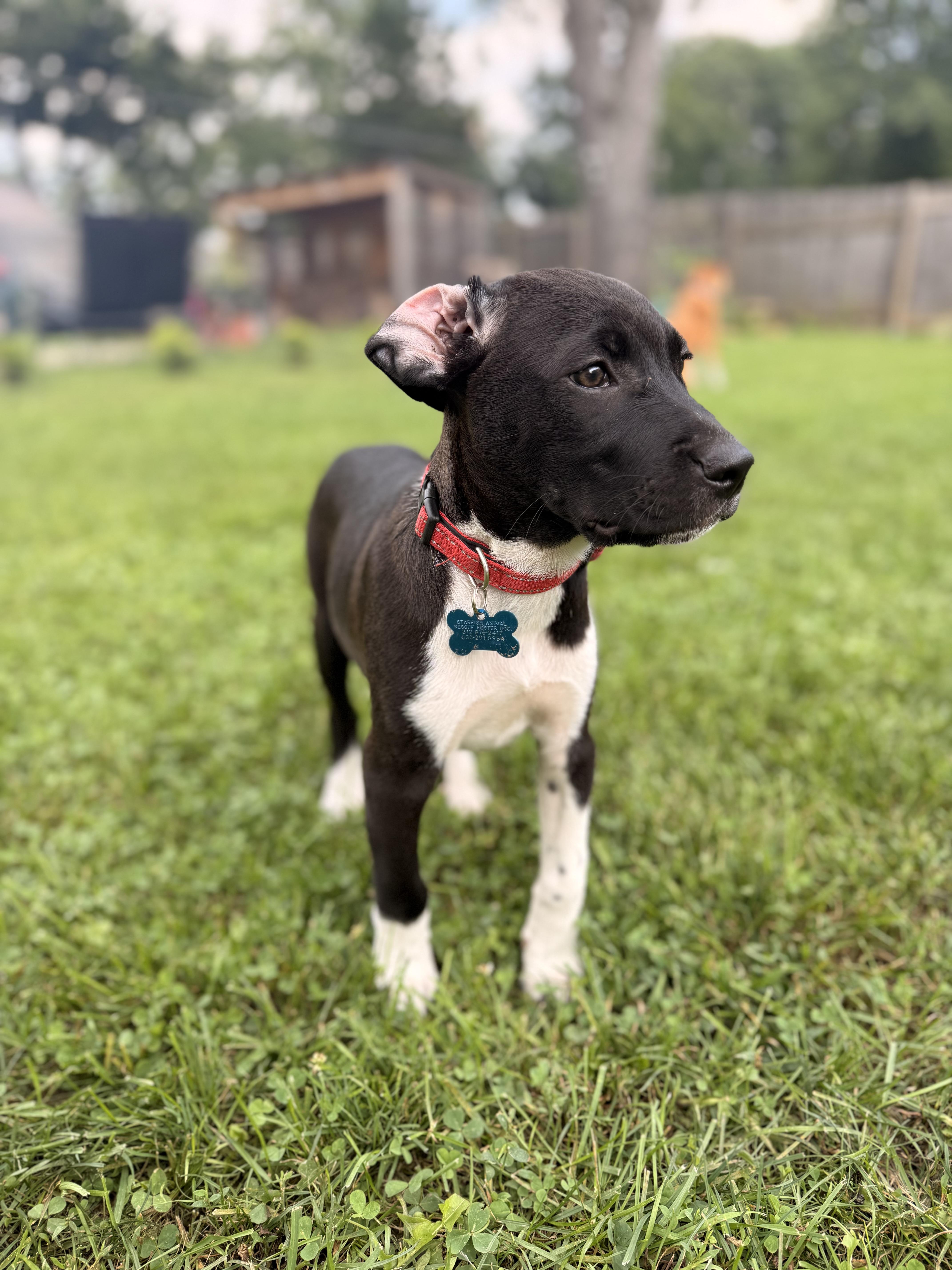 Enlarge Bandit, a Adoptable mixed breed in Carol Stream, IL image 5/6