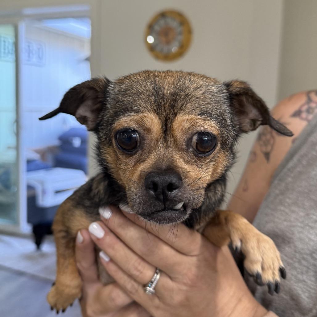 Joan Jett (Mama), Adoptable, Adult Female Pug & Chihuahua.