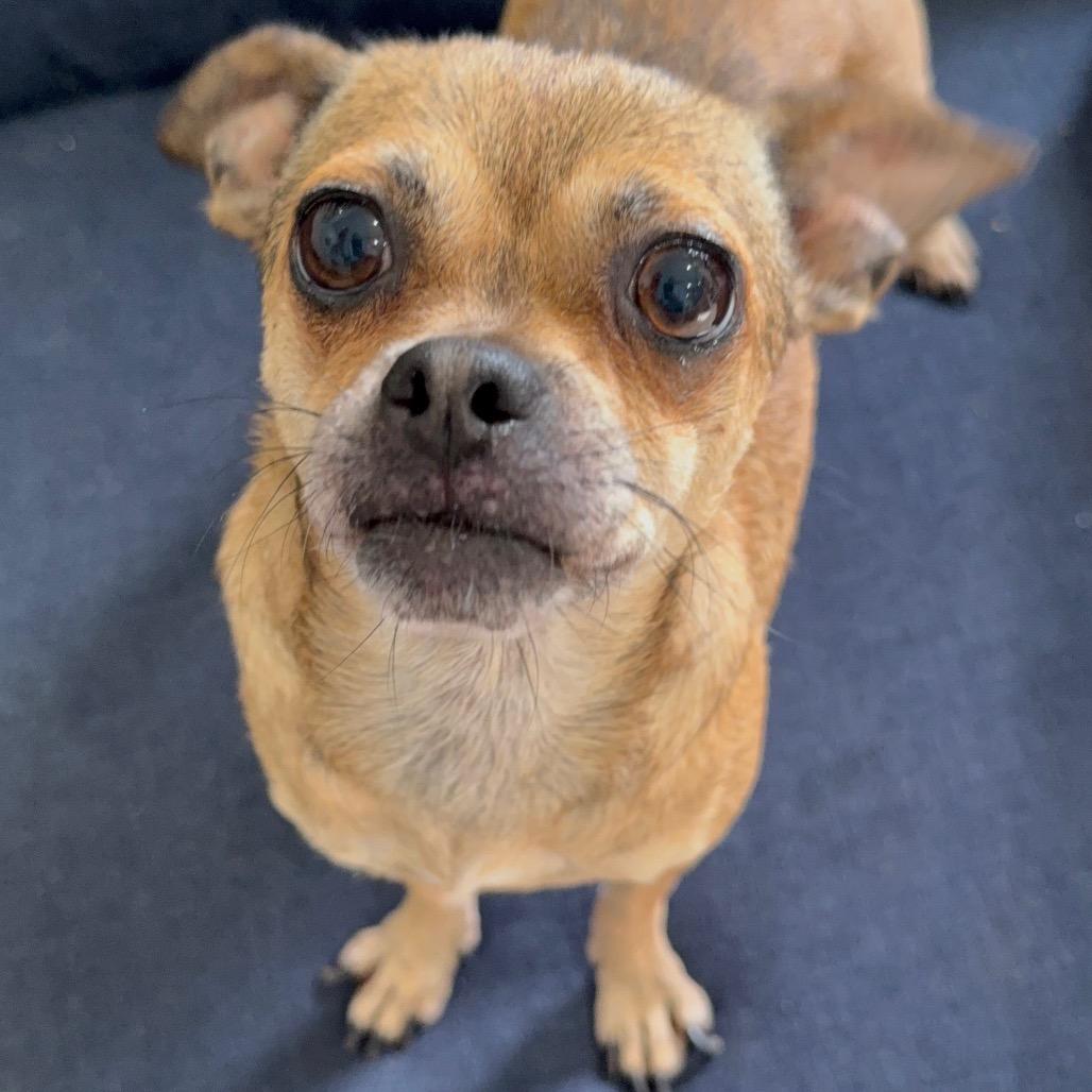 Enlarge Joan Jett (Mama), a Adoptable mixed breed in Sacramento, CA image 2/6