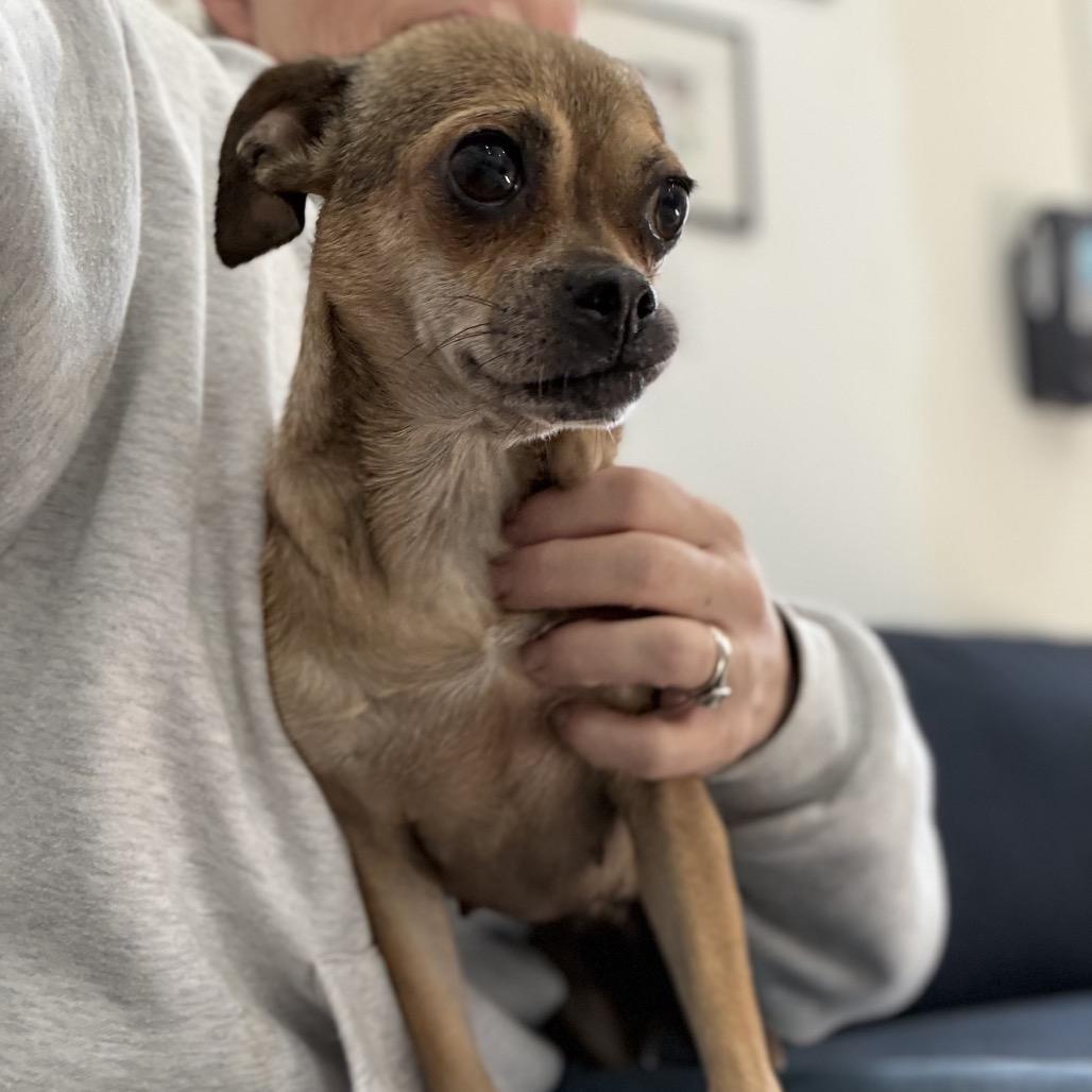 Enlarge Joan Jett (Mama), a Adoptable mixed breed in Sacramento, CA image 3/6