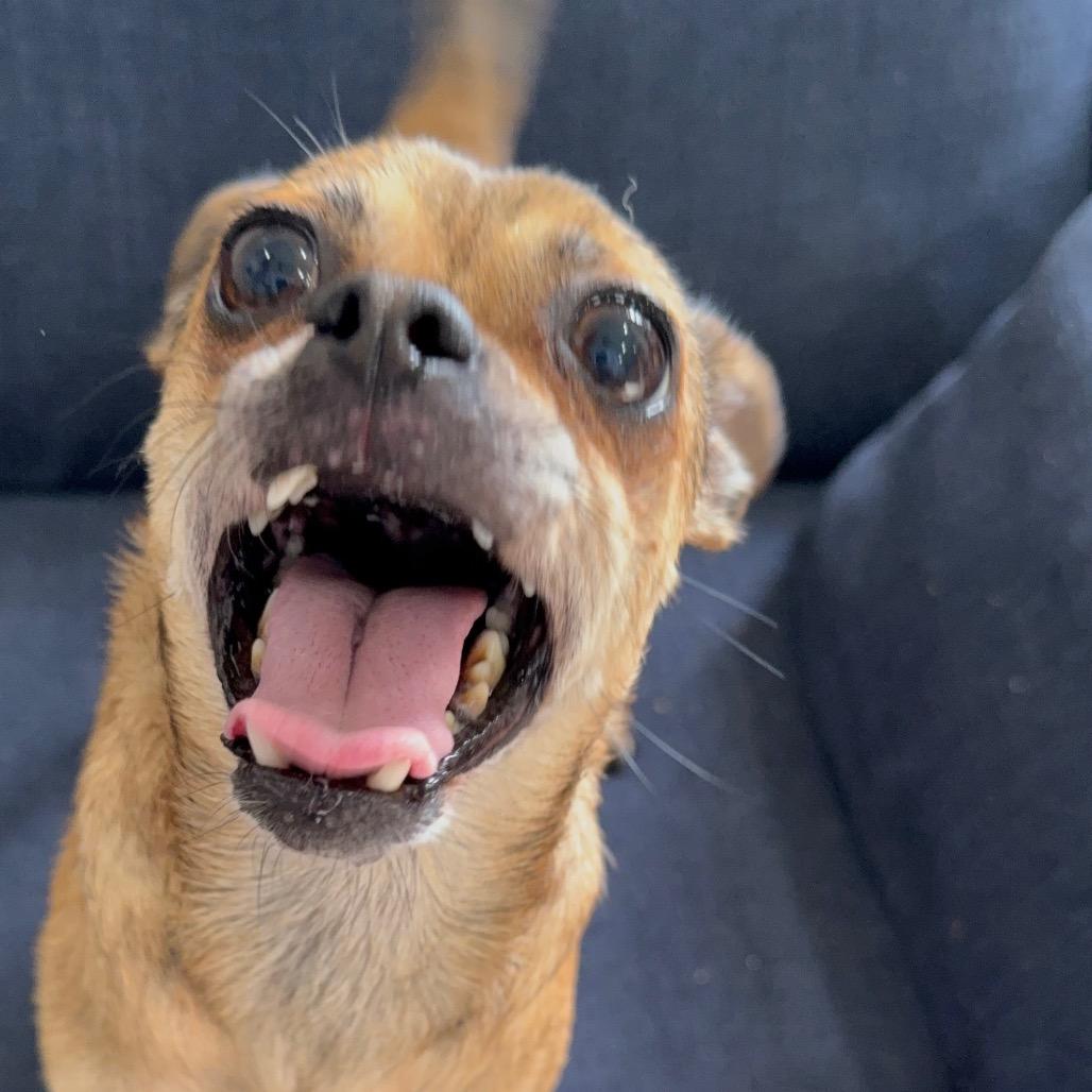 Enlarge Joan Jett (Mama), a Adoptable mixed breed in Sacramento, CA image 4/6