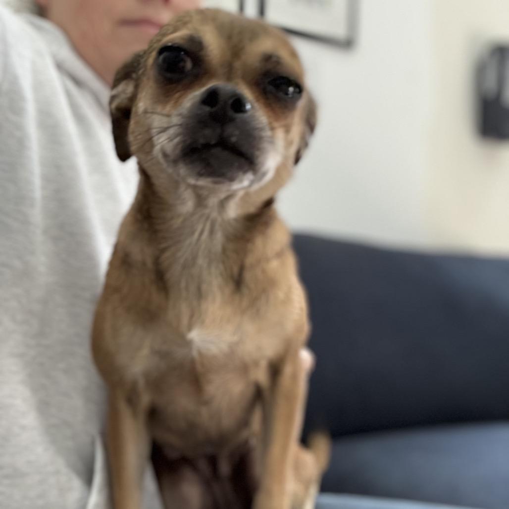 Enlarge Joan Jett (Mama), a Adoptable mixed breed in Sacramento, CA image 5/6