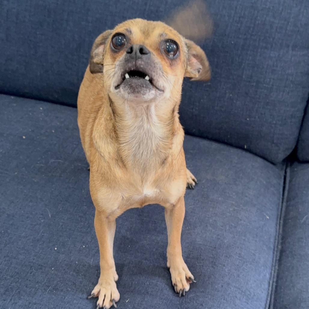 Enlarge Joan Jett (Mama), a Adoptable mixed breed in Sacramento, CA image 6/6