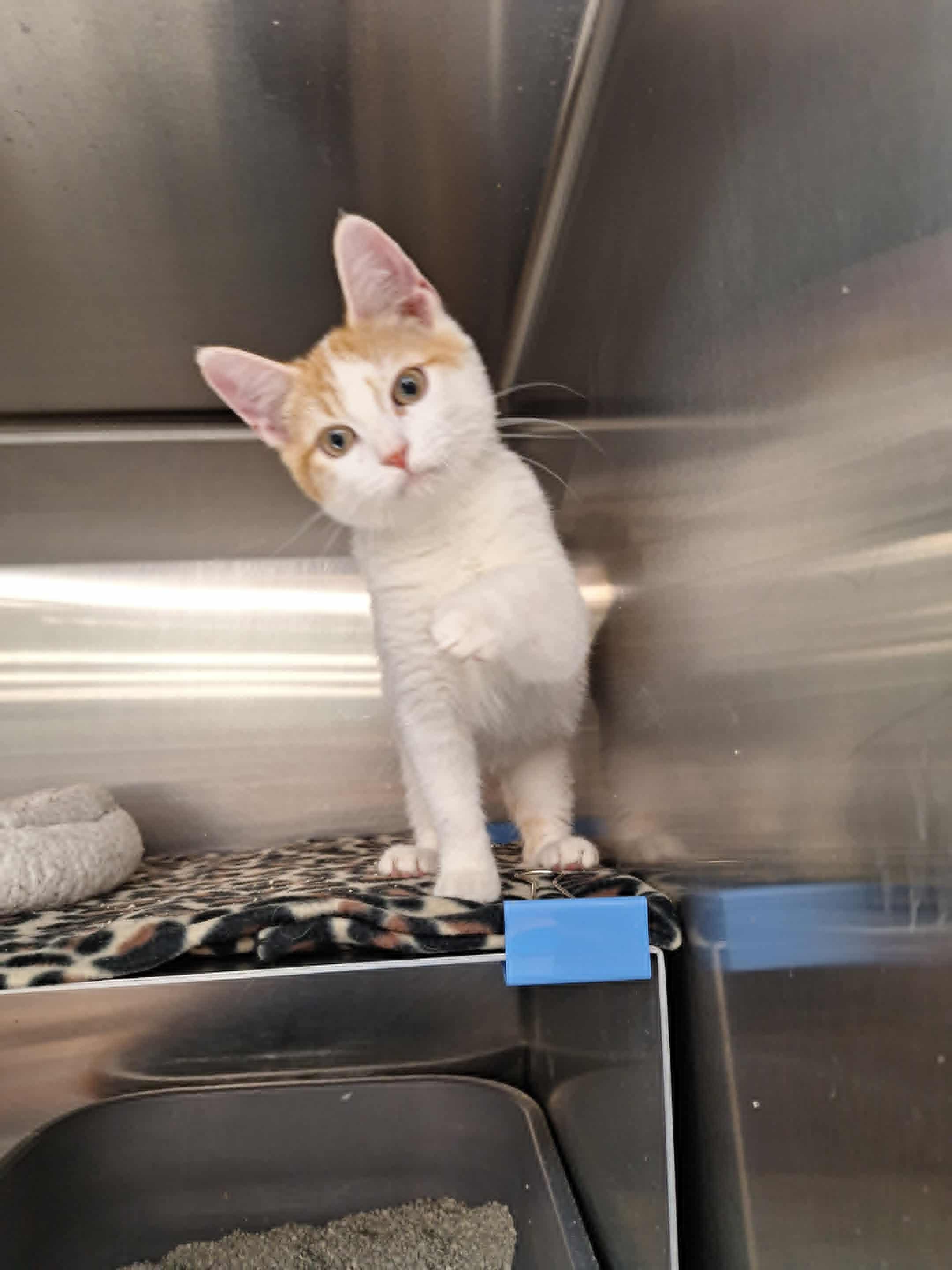 Simone, Adopted, Kitten Female Domestic Short Hair.