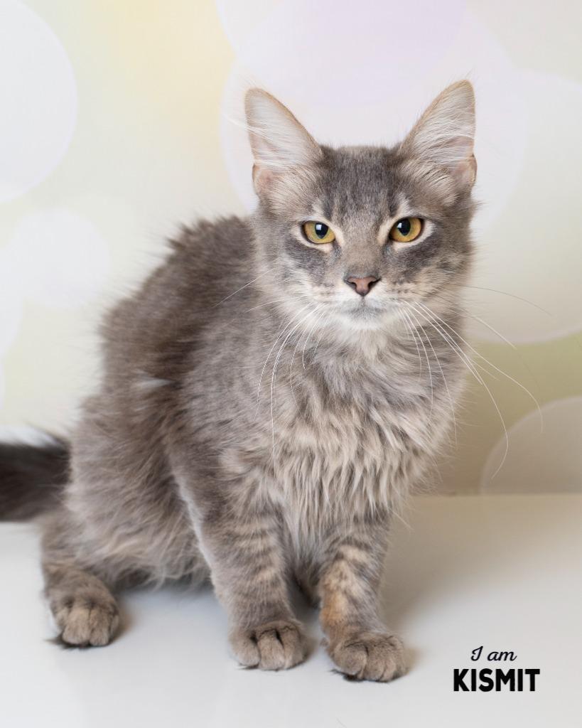 Kismit, Adoptable, Young Male Domestic Long Hair.