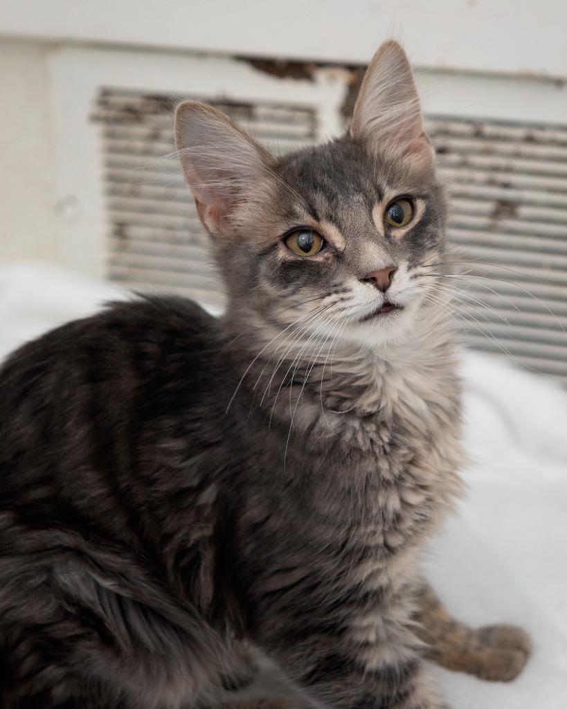 Enlarge Kismit, a Adoptable Domestic Long Hair in Boone, IA image 3/4