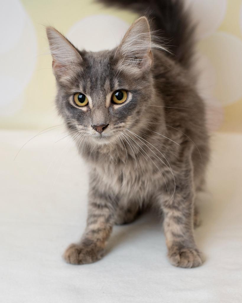 Enlarge Kismit, a Adoptable Domestic Long Hair in Boone, IA image 4/4