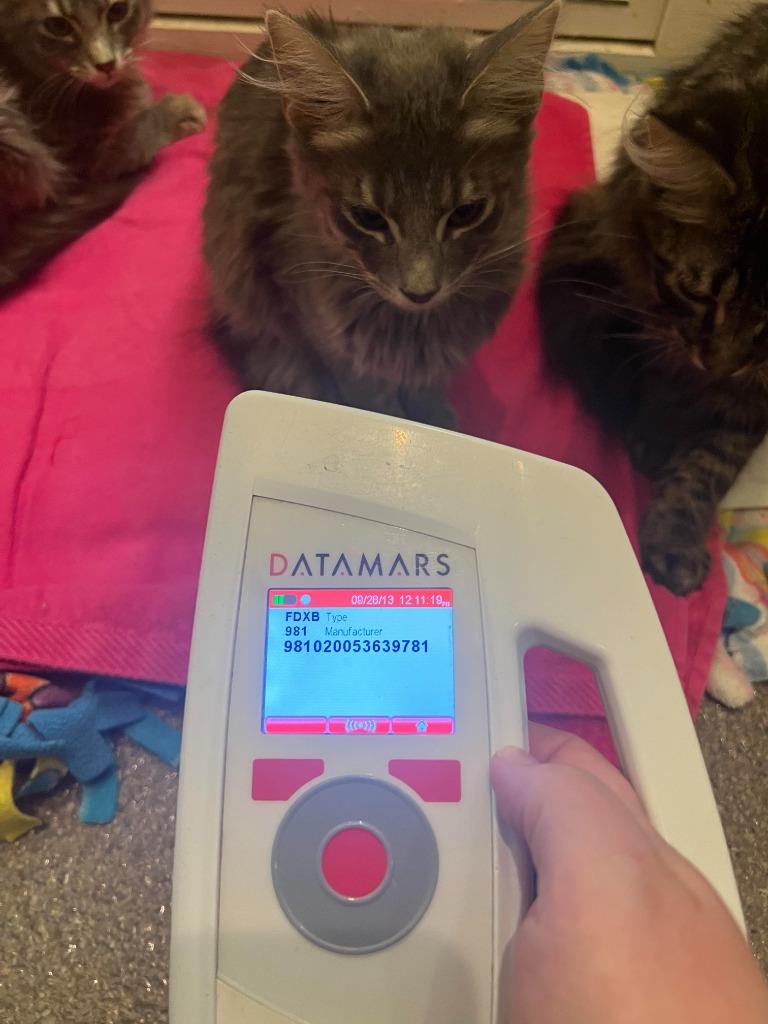 Kismit, a Adoptable Domestic Long Hair in Boone, IA image 4/4