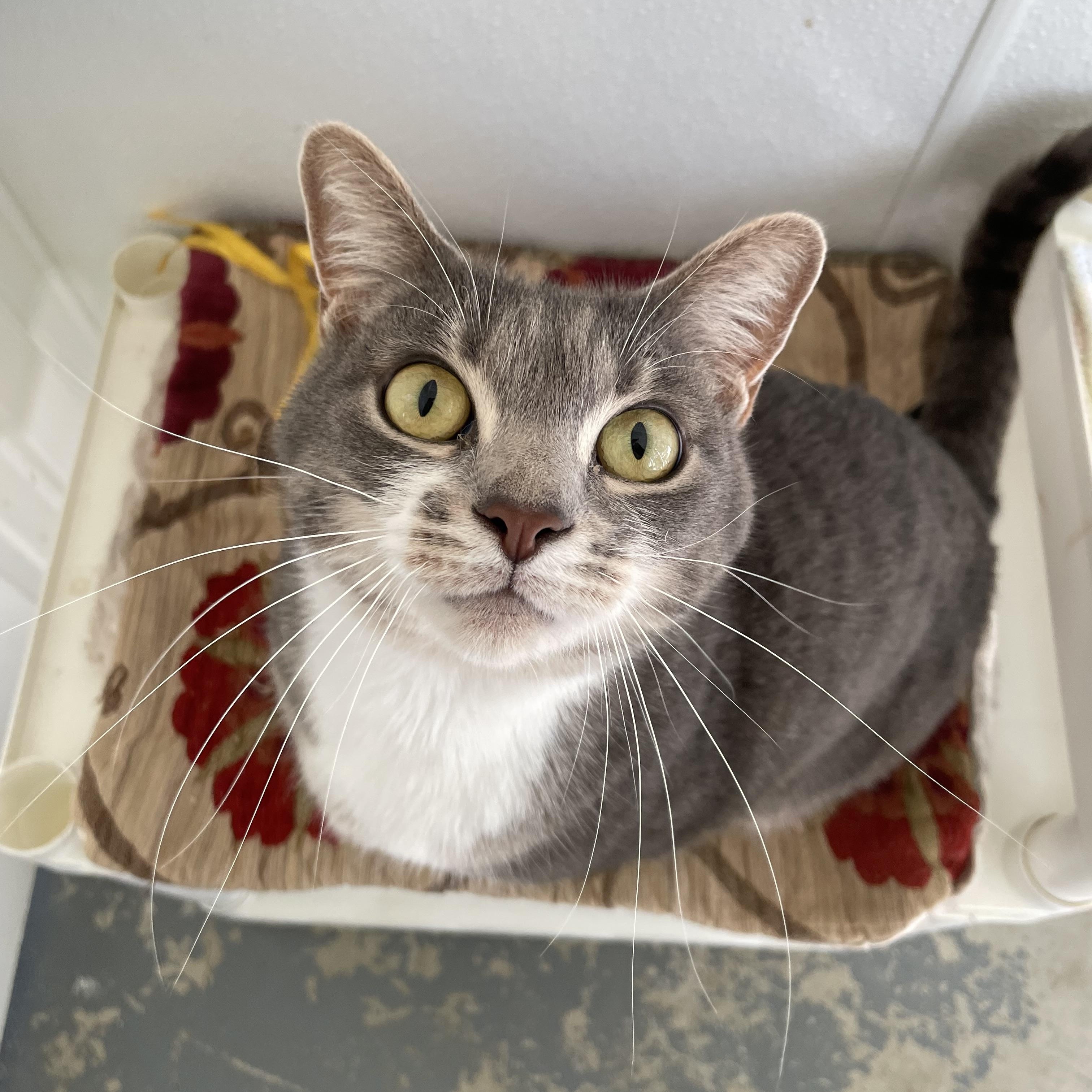 Enlarge Millie, a Adoptable mixed breed in Hollister, CA image 1/6