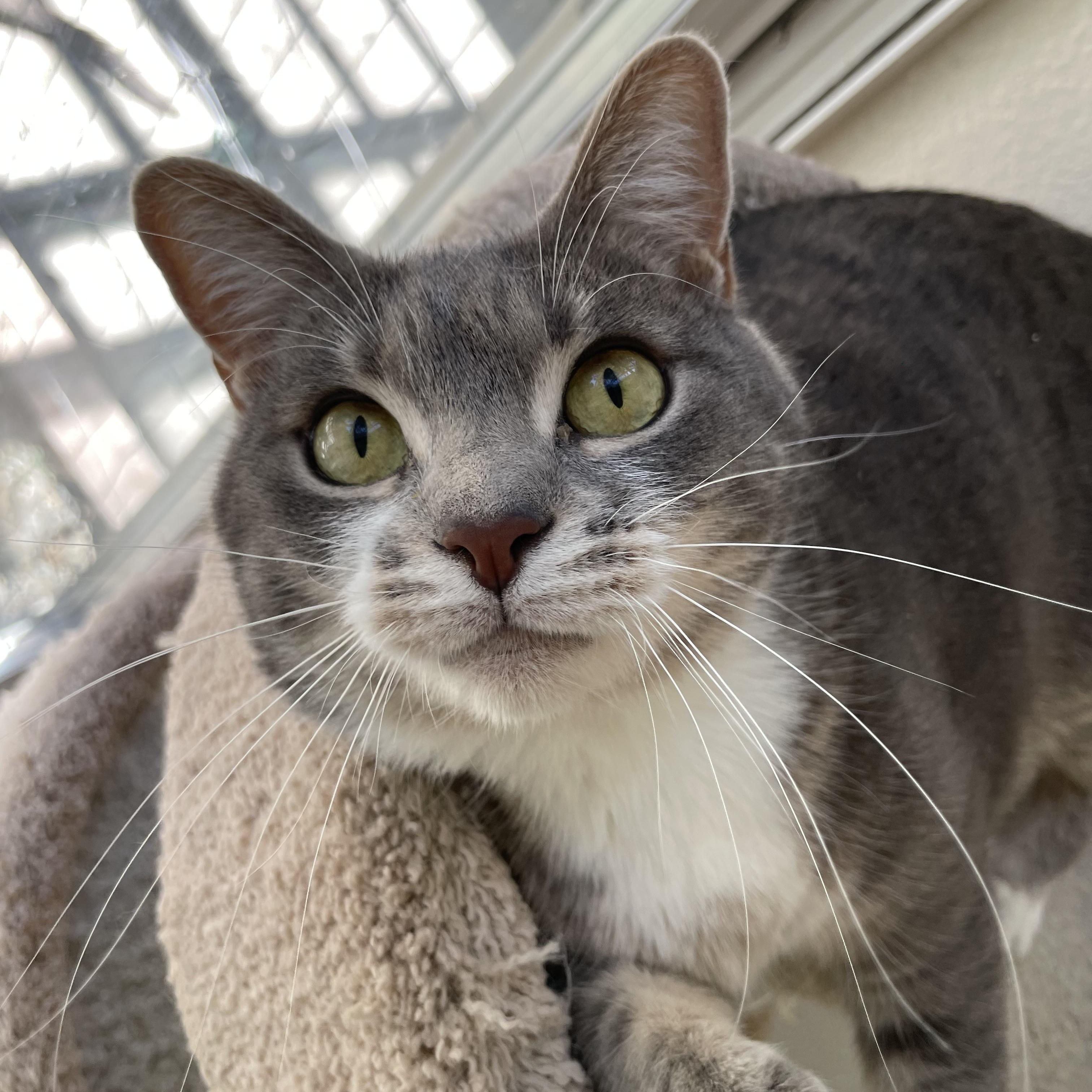 Enlarge Millie, a Adoptable mixed breed in Hollister, CA image 5/6