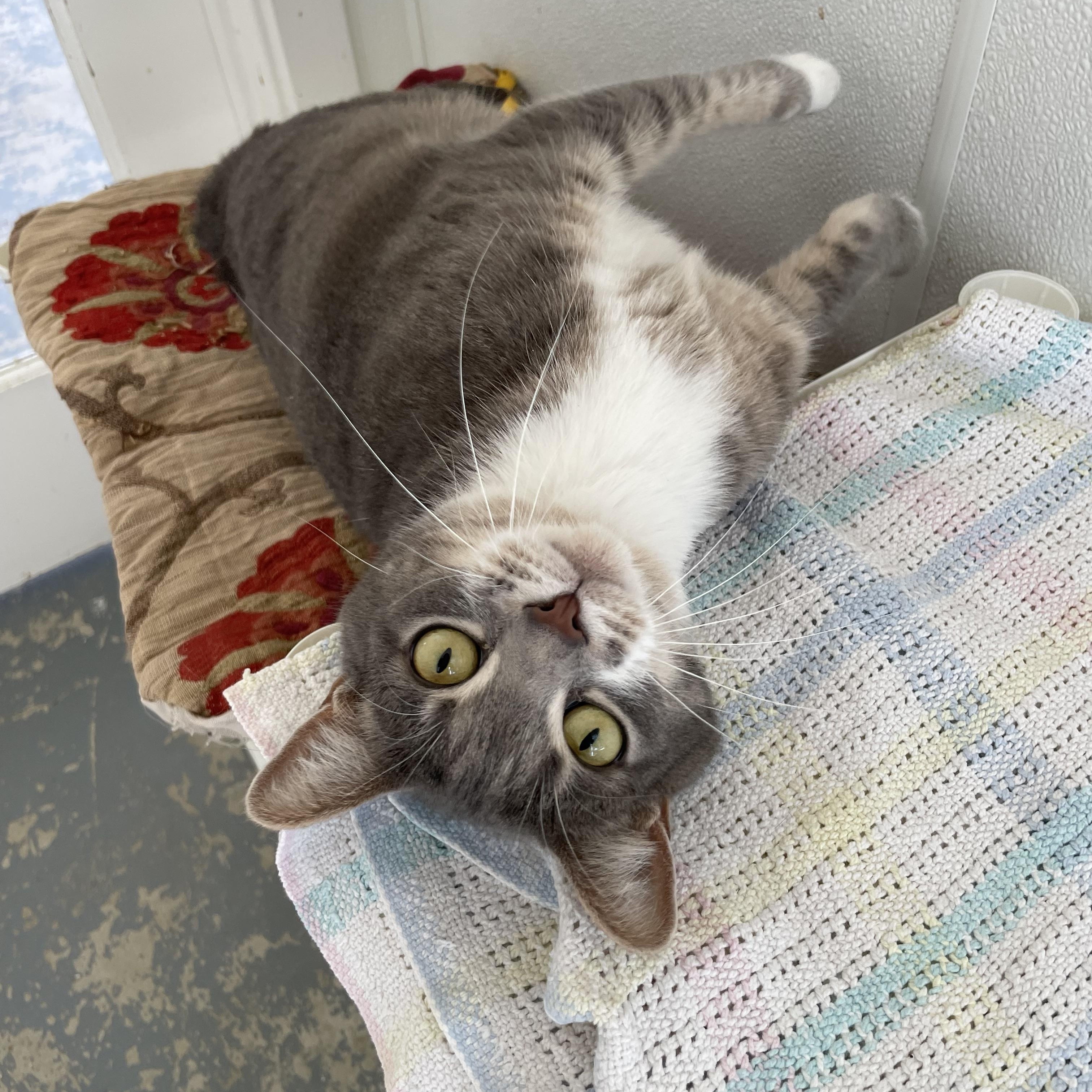 Enlarge Millie, a Adoptable mixed breed in Hollister, CA image 3/6