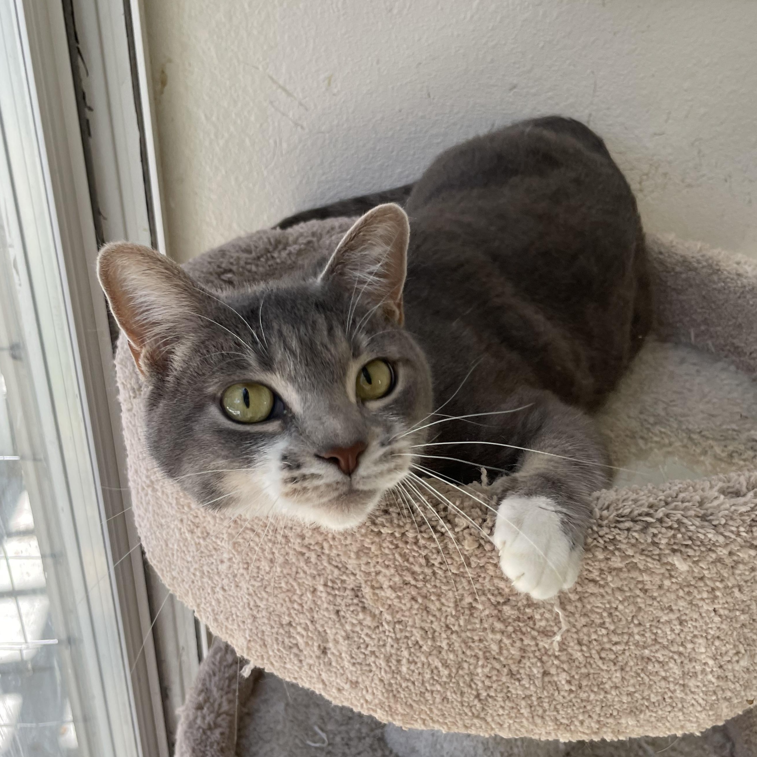 Enlarge Millie, a Adoptable mixed breed in Hollister, CA image 4/6