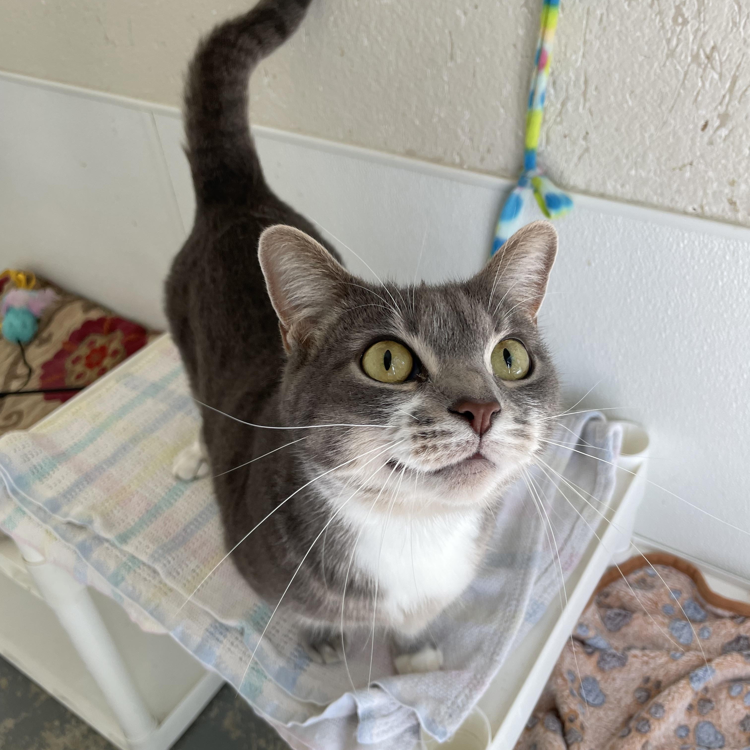 Enlarge Millie, a Adoptable mixed breed in Hollister, CA image 2/6