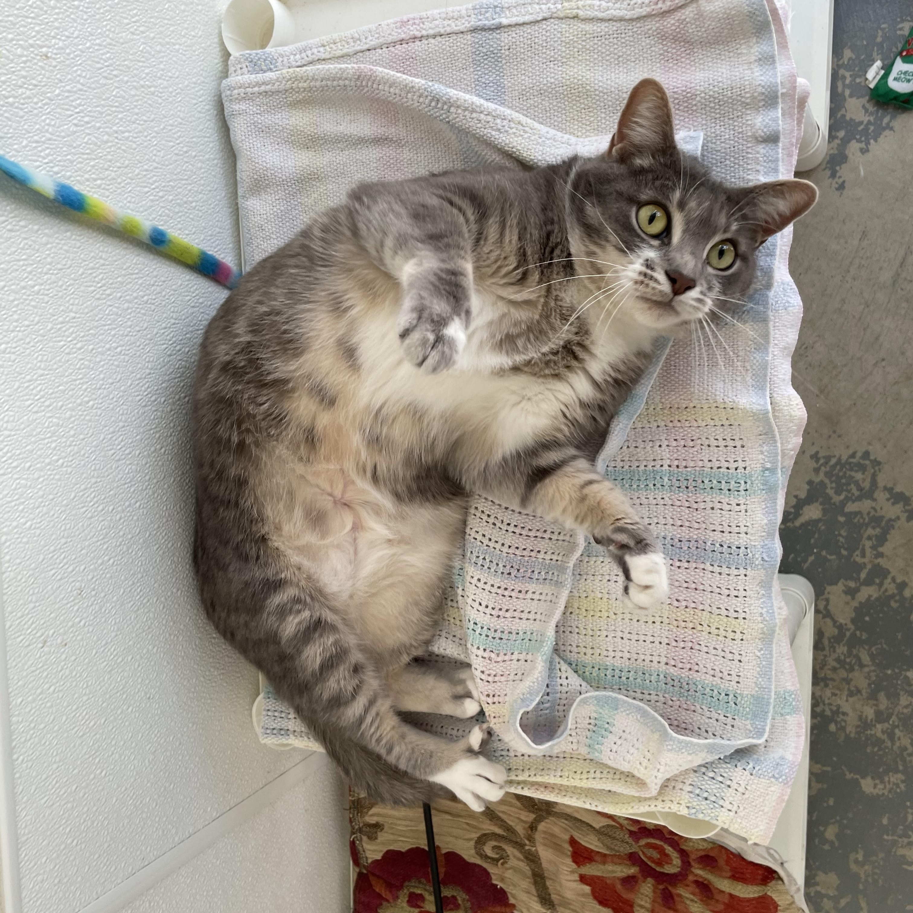 Enlarge Millie, a Adoptable mixed breed in Hollister, CA image 6/6