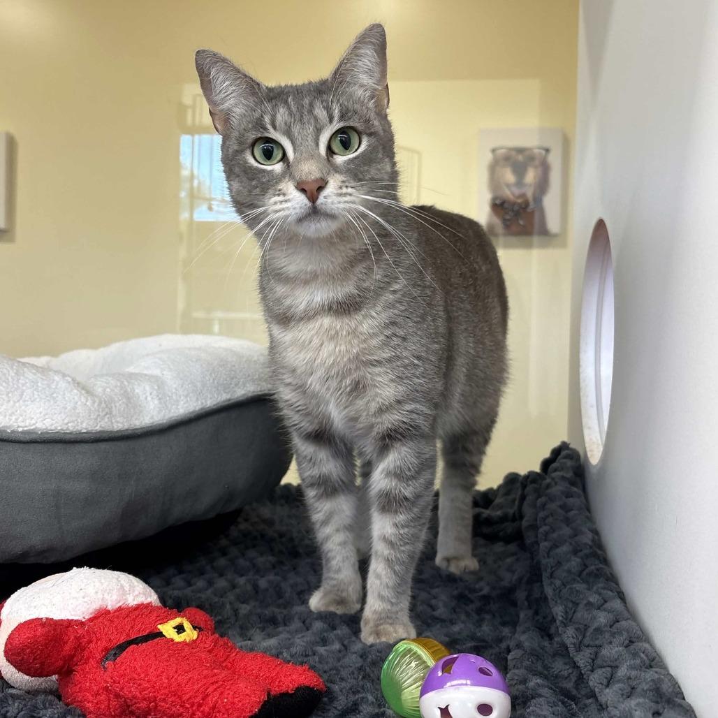 Lady Mae, Adoptable, Young Female Domestic Short Hair.