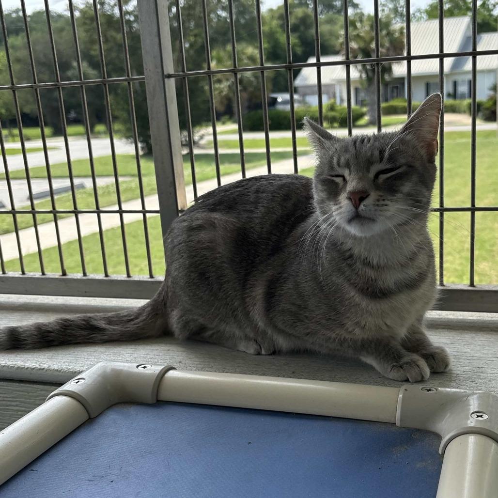 Lady Mae, a Adoptable Domestic Short Hair in Beaumont, TX image 2/5