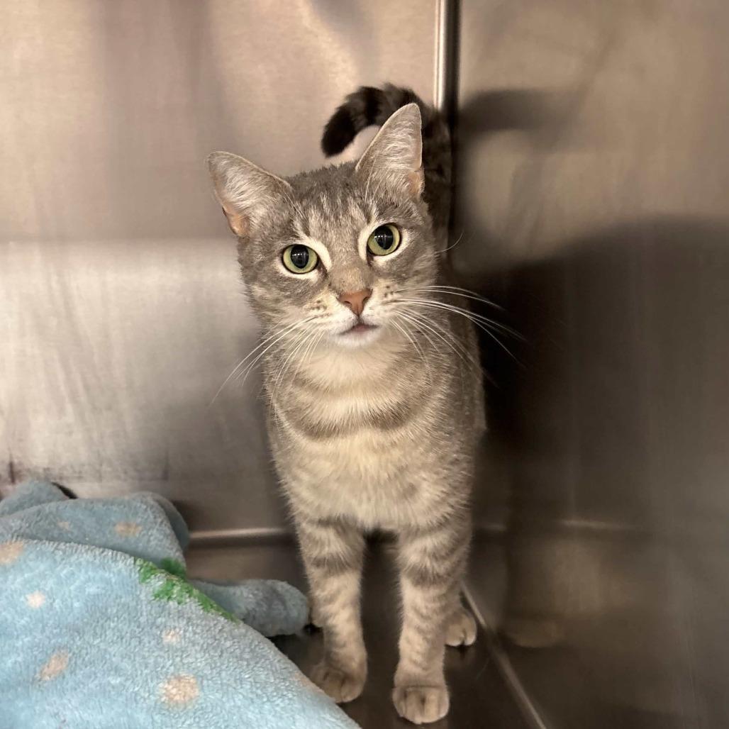 Lady Mae, a Adoptable Domestic Short Hair in Beaumont, TX image 3/5