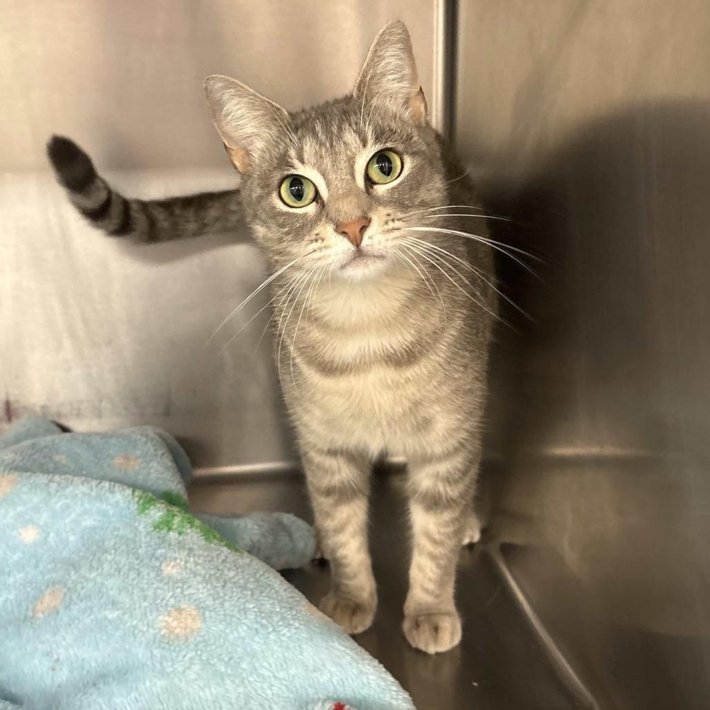 Lady Mae, a Adoptable Domestic Short Hair in Beaumont, TX image 4/5