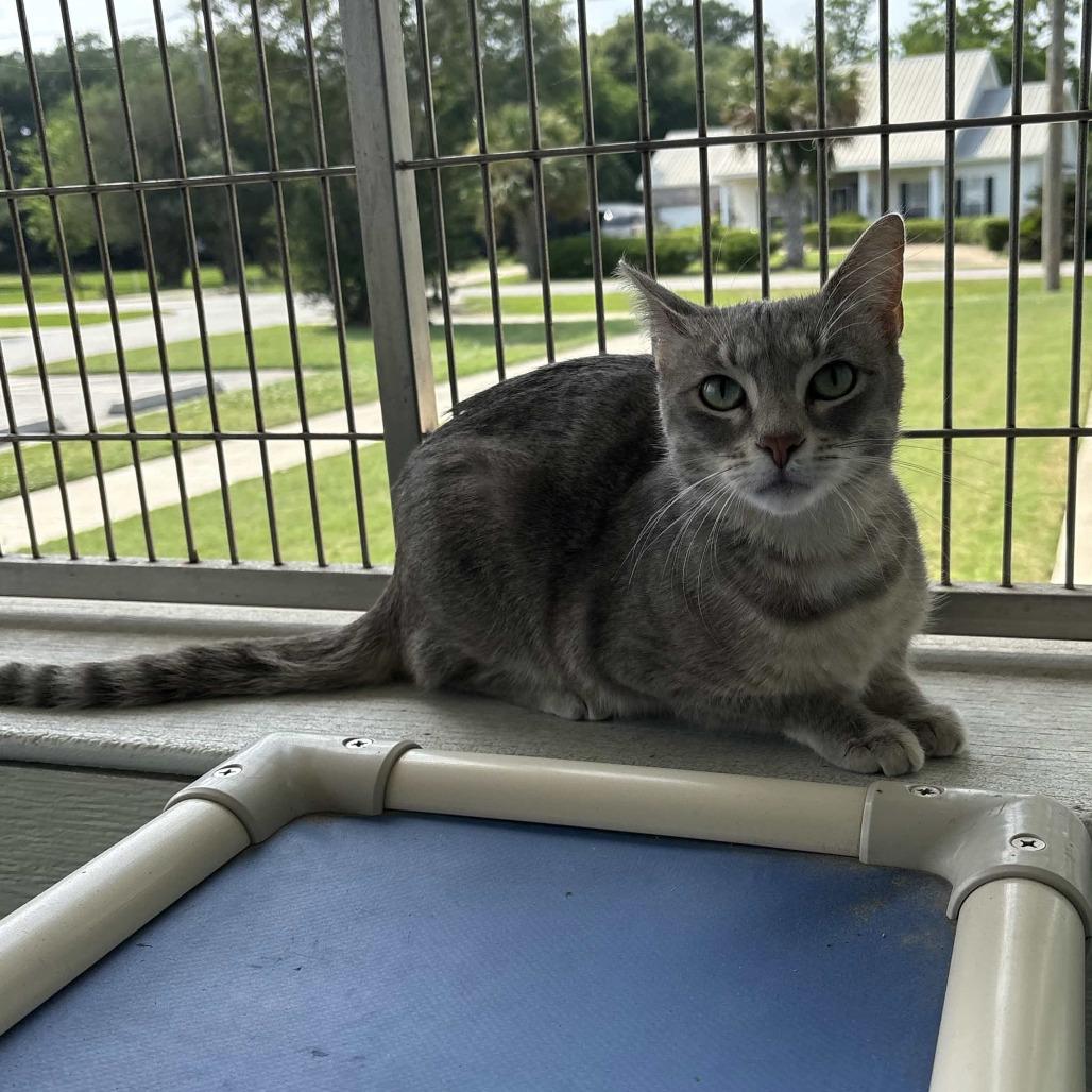 Lady Mae, a Adoptable Domestic Short Hair in Beaumont, TX image 5/5