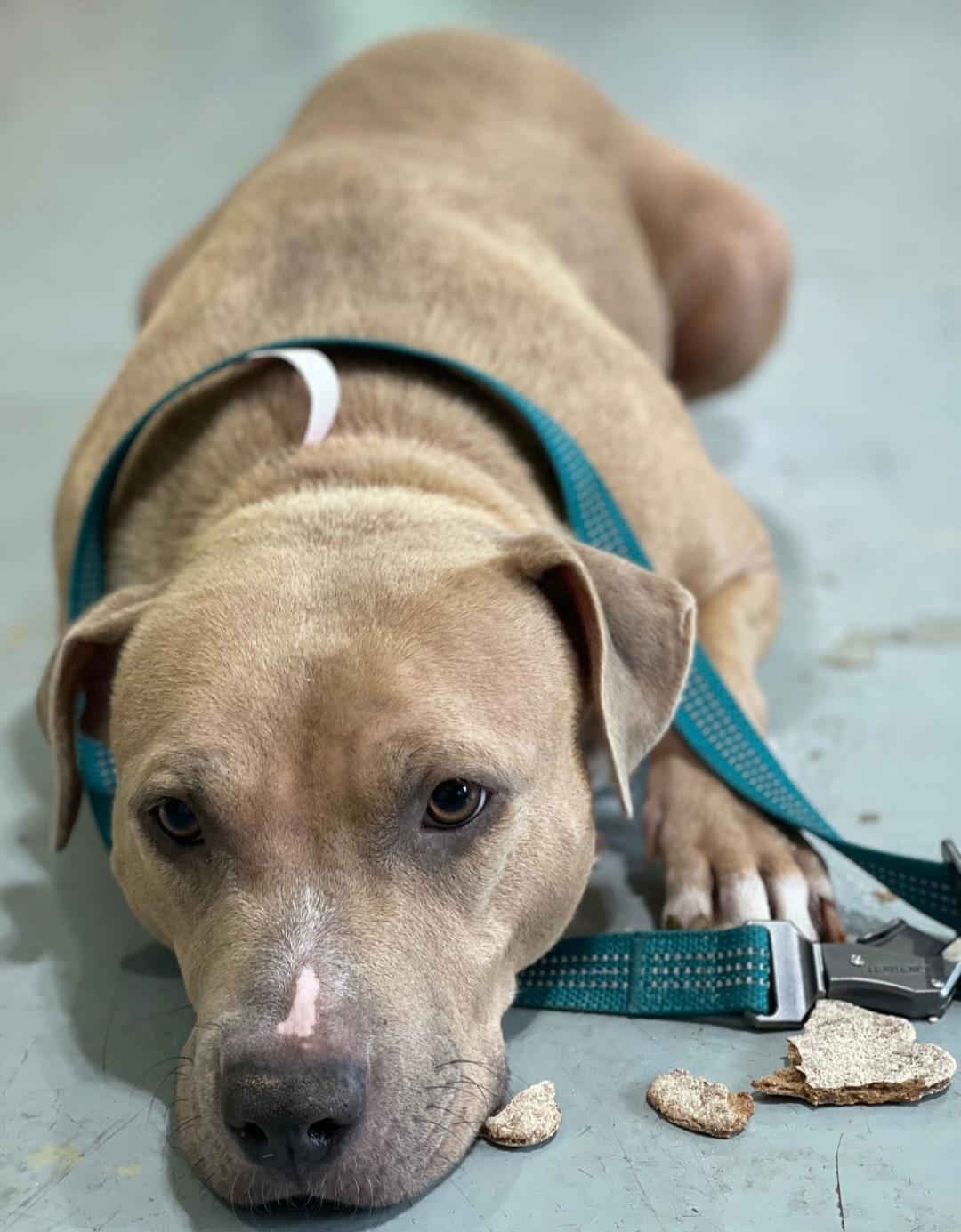 Enlarge Audi, a Adopted mixed breed in merrillville, IN image 2/3