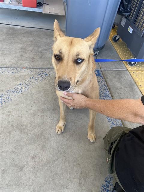 BLUEY, Adoptable, Young Female Australian Kelpie & Mixed Breed.