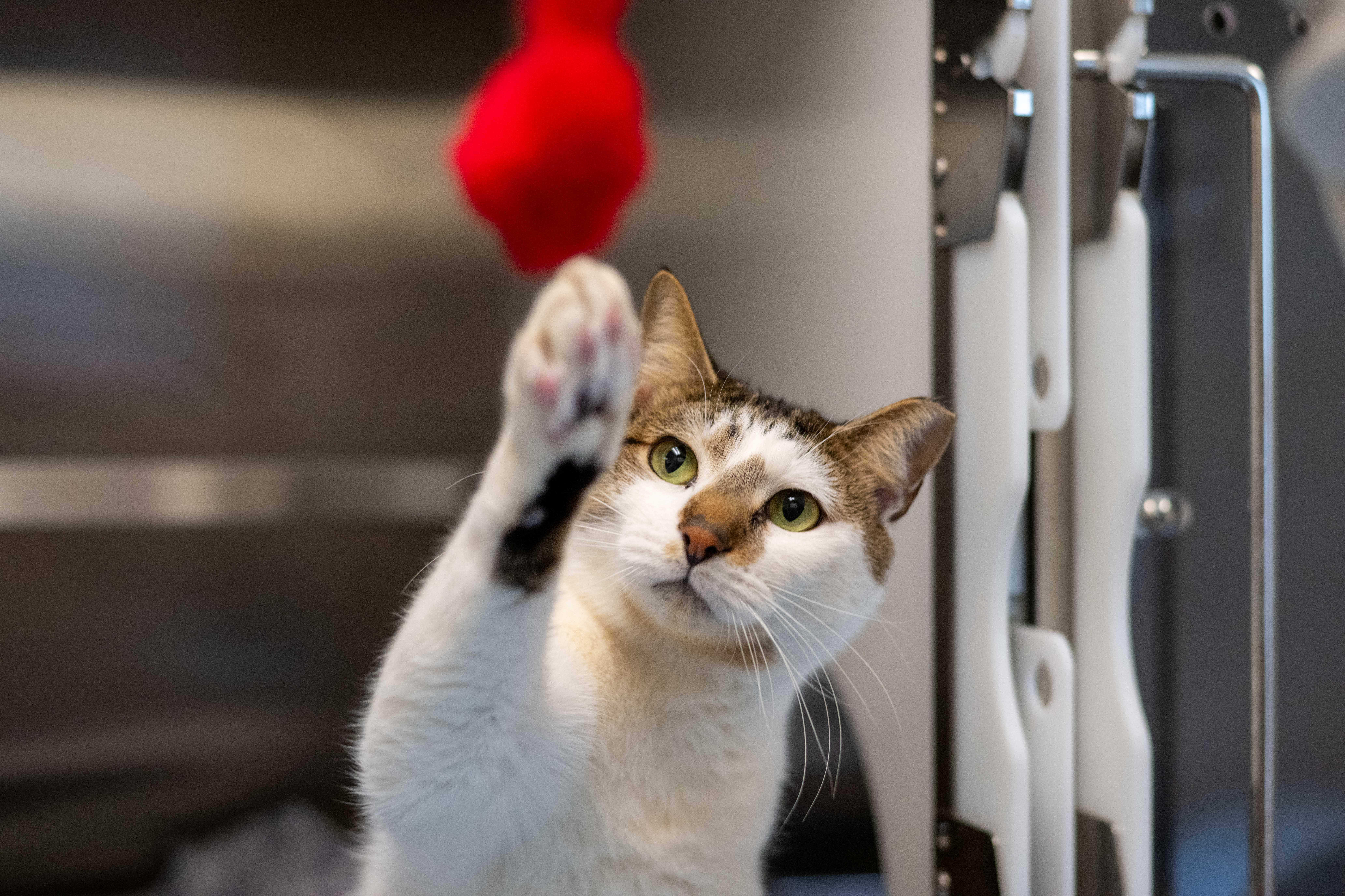 Enlarge Jayden, a ADOPTABLE Calico in Hilton Head Island, SC image 2/2