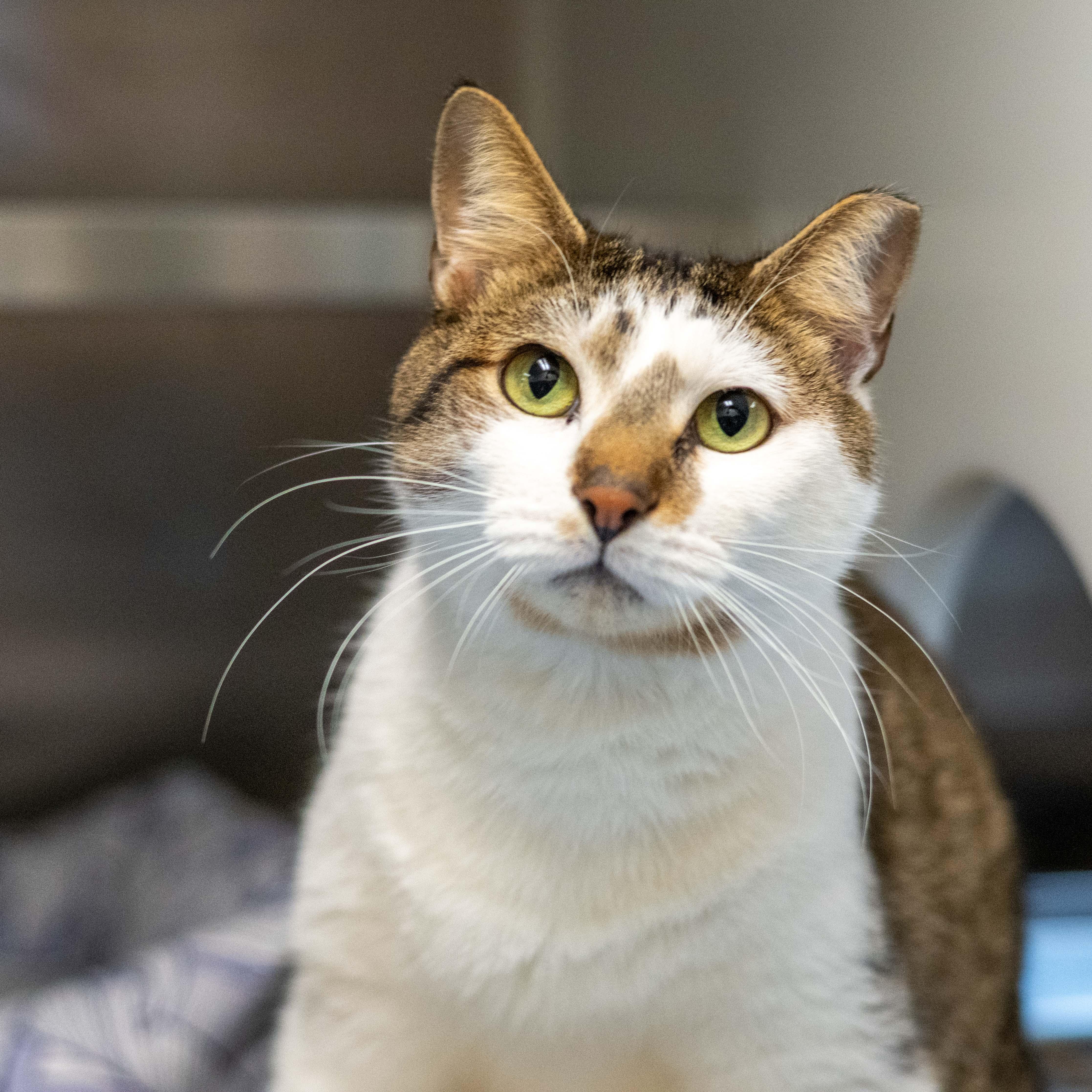 Enlarge Jayden, a ADOPTABLE Calico in Hilton Head Island, SC image 1/2