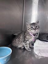 Sweettart , adopted, Young Female Domestic Medium Hair.