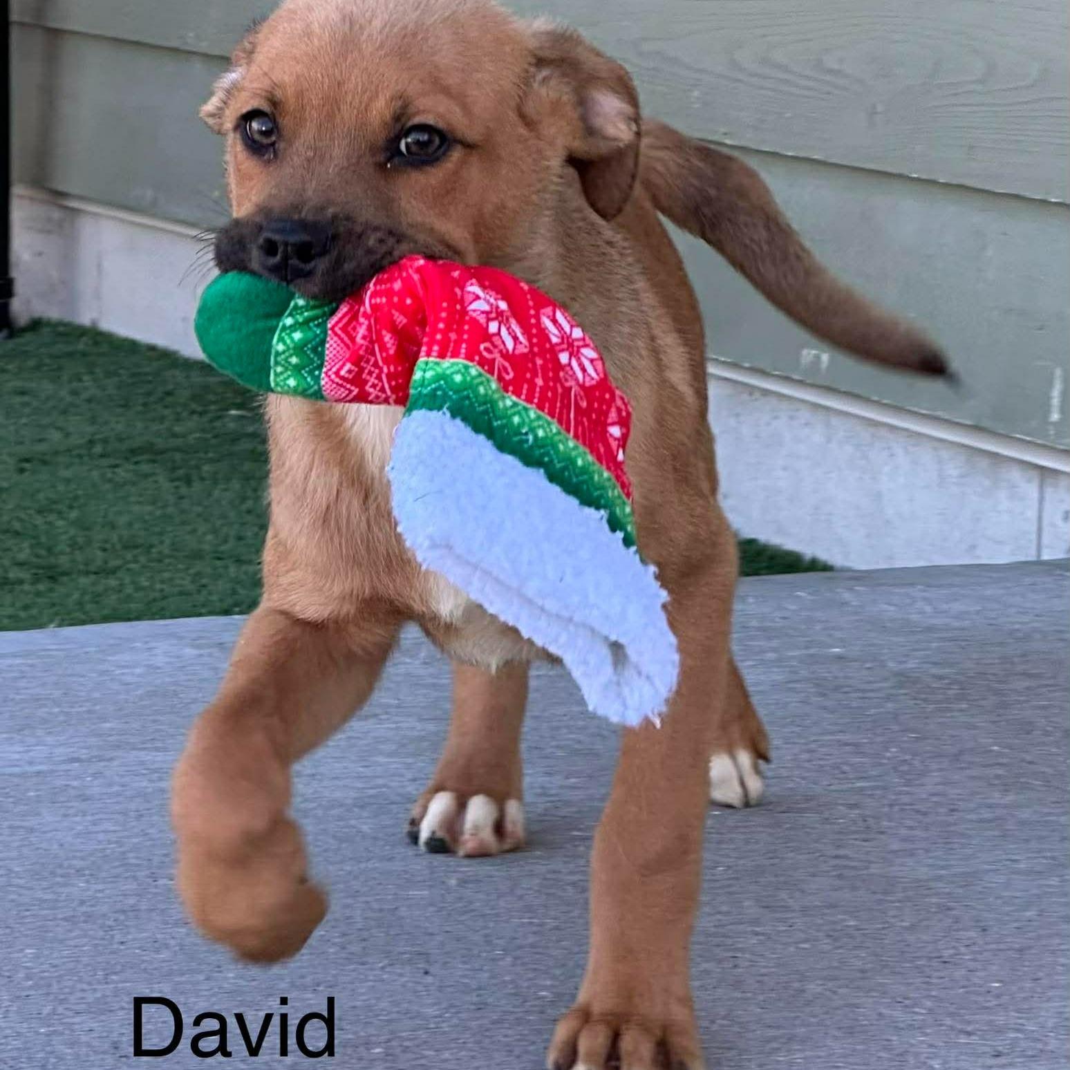 David, Adoptable, Puppy Male Shepherd.