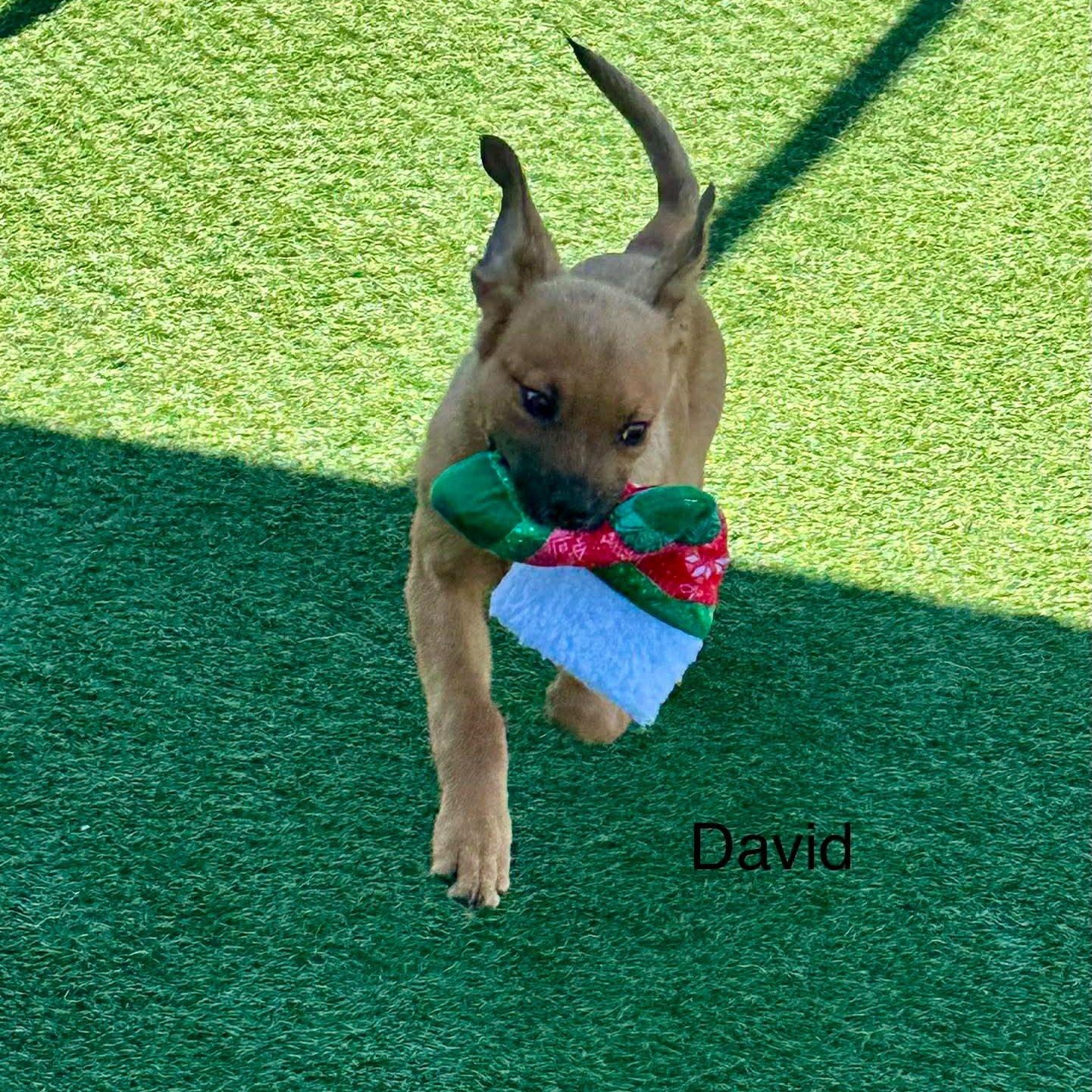Enlarge David, a Adoptable mixed breed in Lisle, ON image 3/3