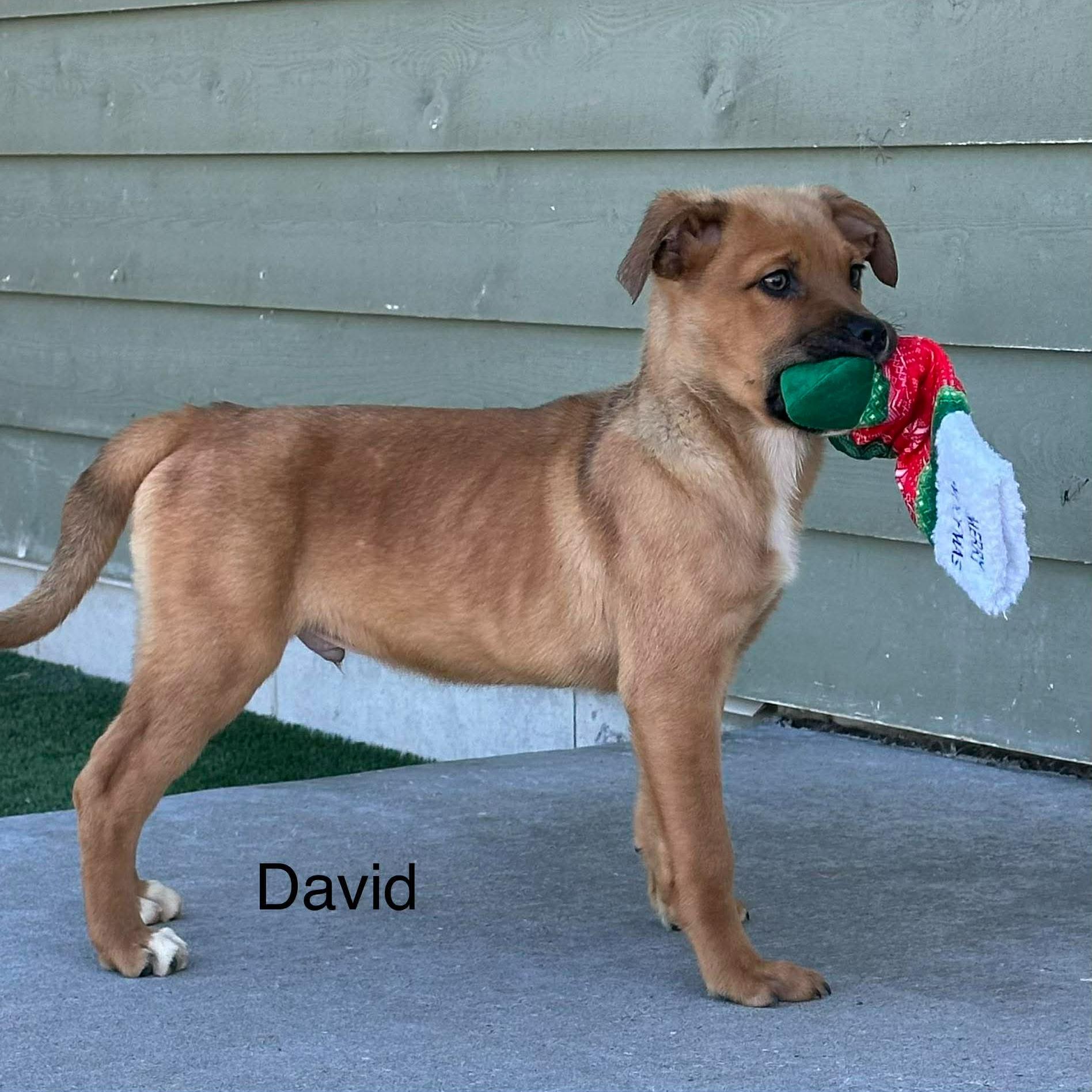 Enlarge David, a Adoptable mixed breed in Lisle, ON image 2/3