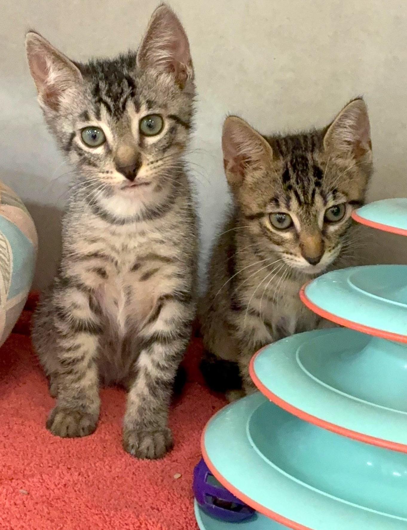 Caicos, adopted, Kitten Male Domestic Short Hair.