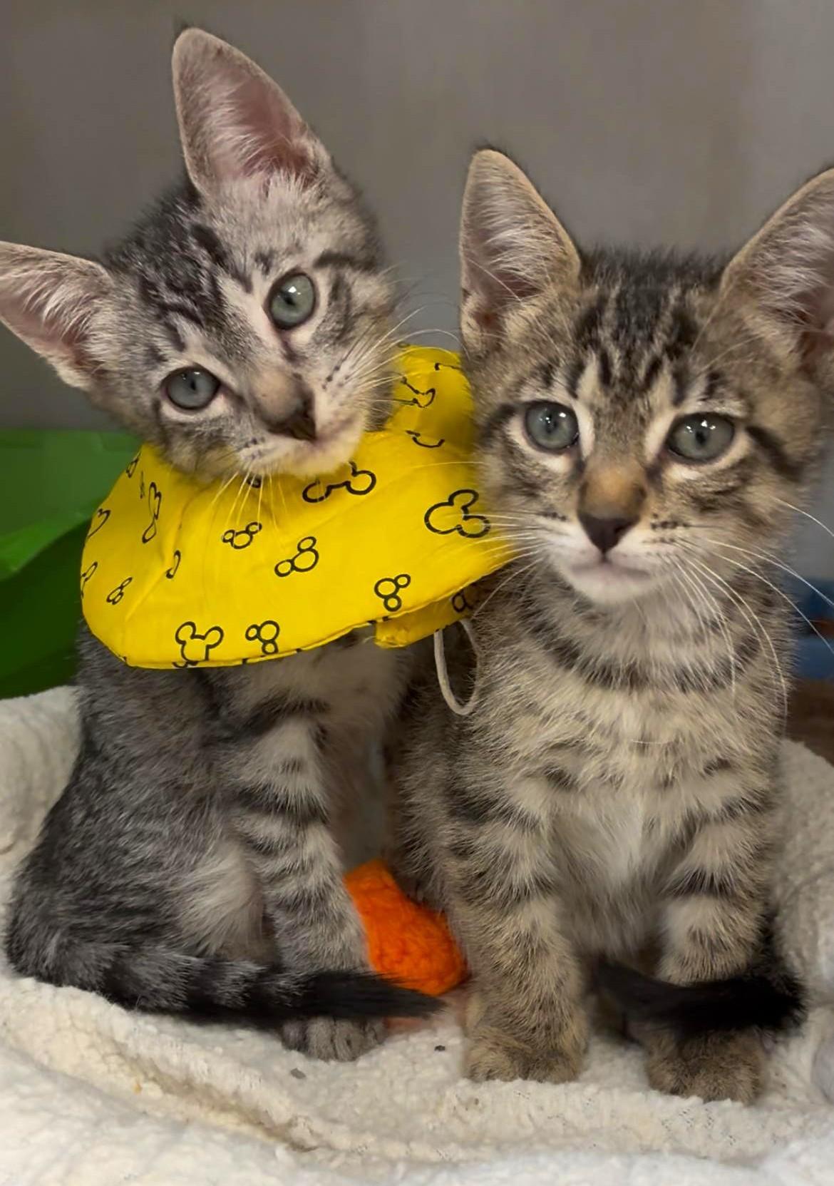 Enlarge Caicos, an adopted Domestic Short Hair in Great Neck, NY image 3/6