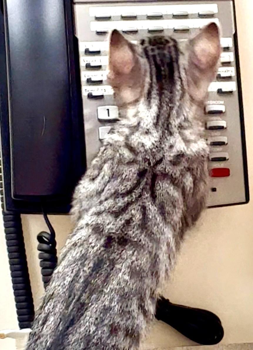 Enlarge Caicos, an adopted Domestic Short Hair in Great Neck, NY image 4/6