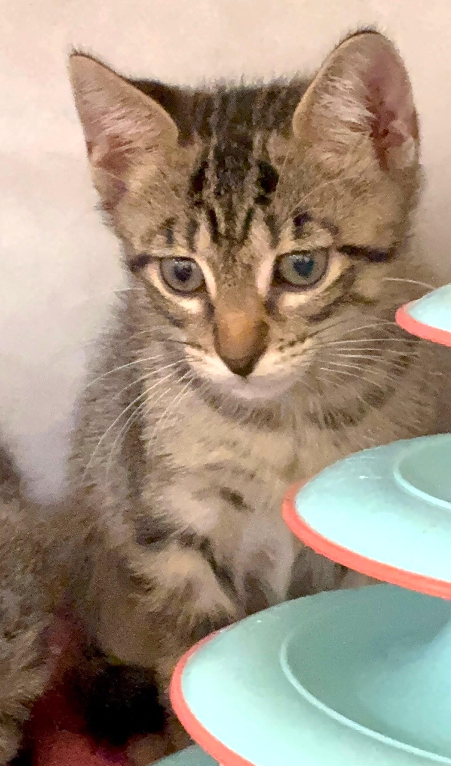 Enlarge Caicos, an adopted Domestic Short Hair in Great Neck, NY image 5/6