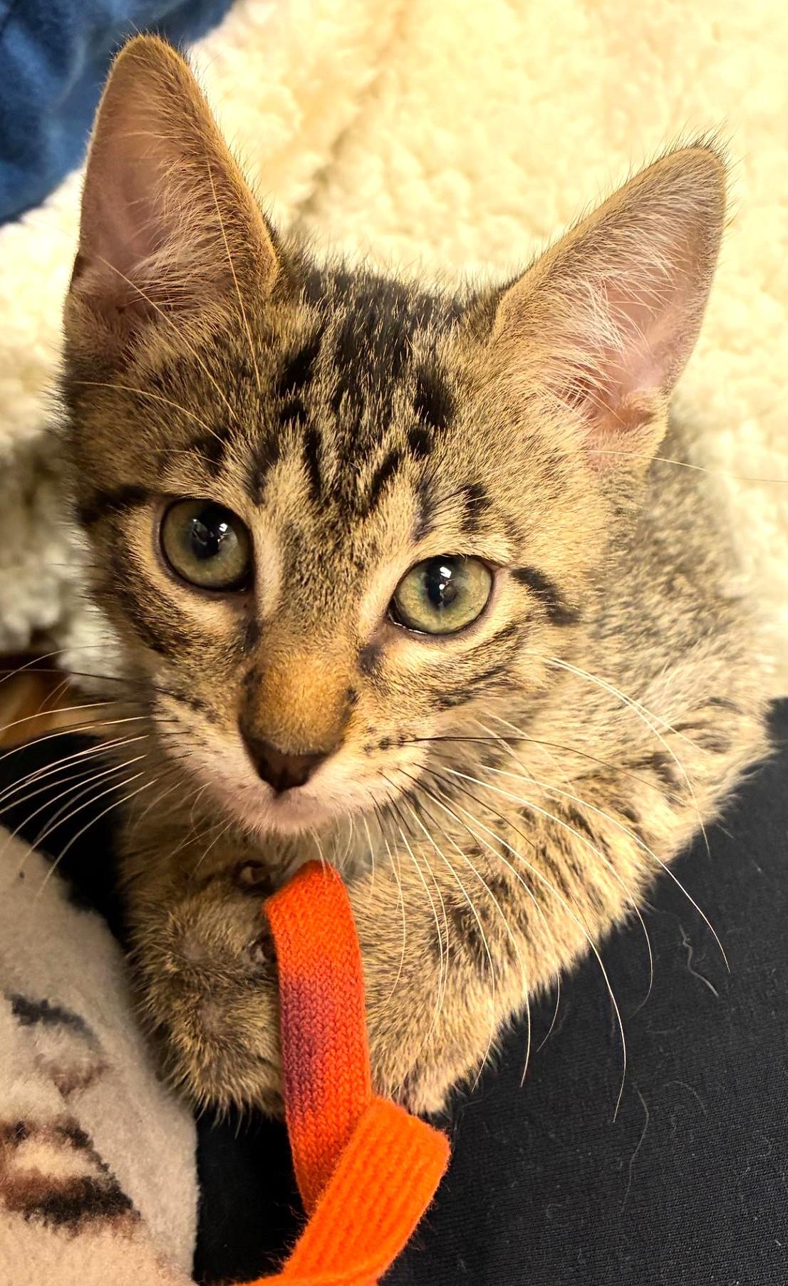 Enlarge Caicos, an adopted Domestic Short Hair in Great Neck, NY image 6/6