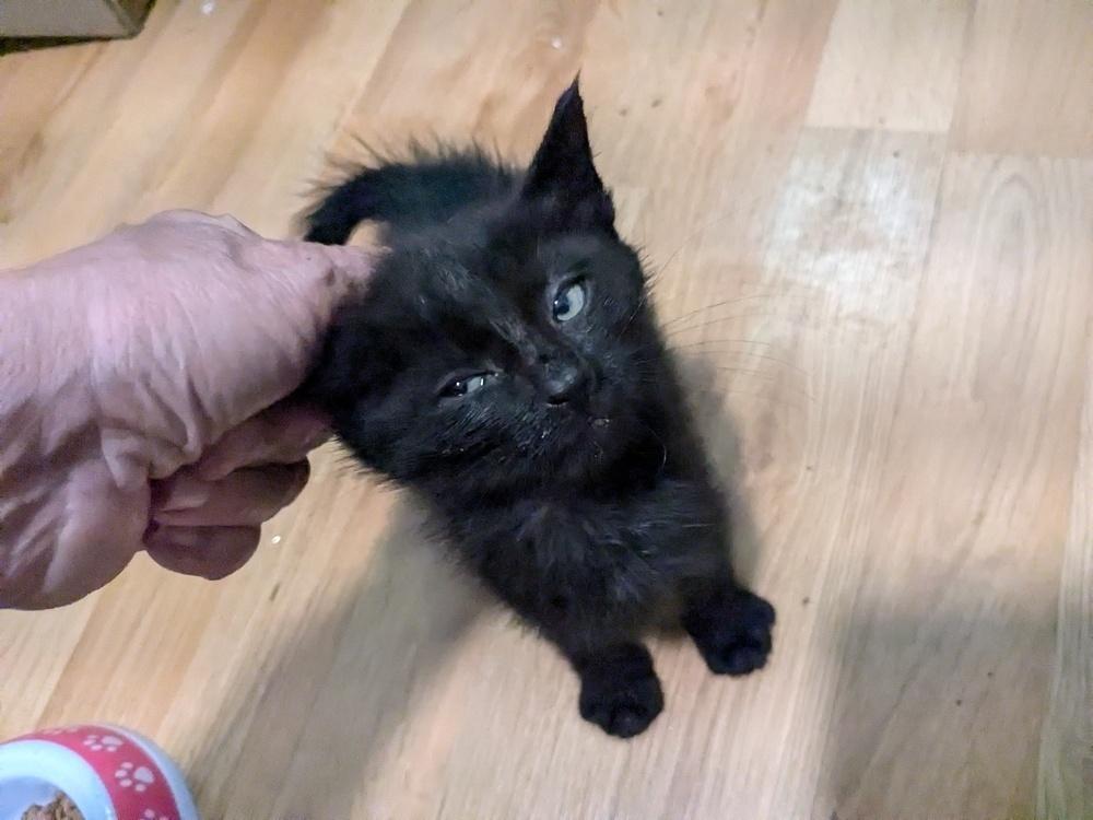 Teddy Bear, Adoptable, Kitten Male American Shorthair.