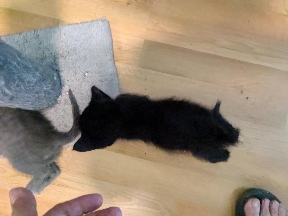 Enlarge Teddy Bear, a Adoptable American Shorthair in Ronkonkoma, NY image 2/6