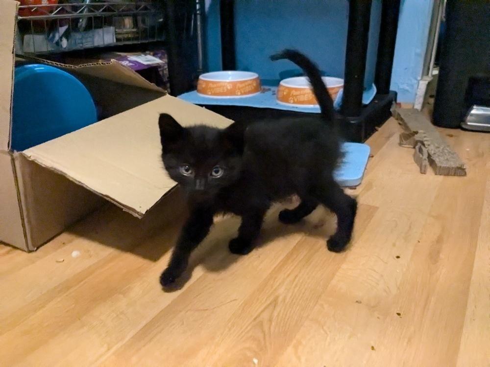 Enlarge Teddy Bear, a Adoptable American Shorthair in Ronkonkoma, NY image 3/6