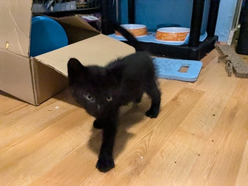 Enlarge Teddy Bear, a Adoptable American Shorthair in Ronkonkoma, NY image 5/6