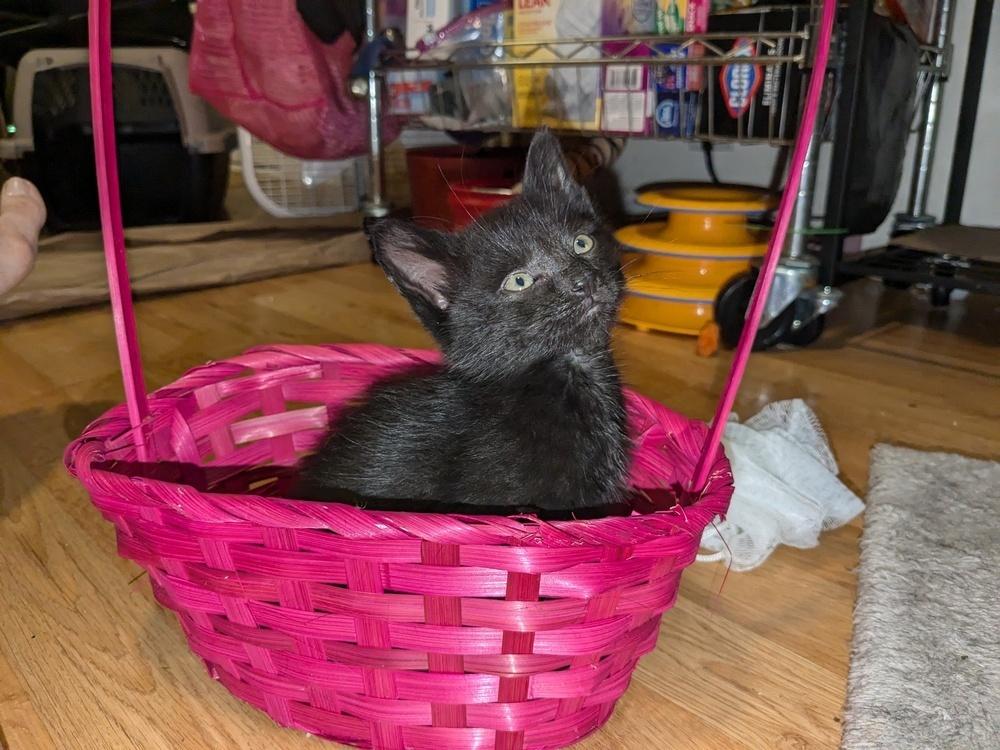 Enlarge Teddy Bear, a Adoptable American Shorthair in Ronkonkoma, NY image 6/6