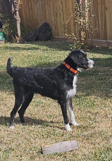 Livey — thumbnail 3