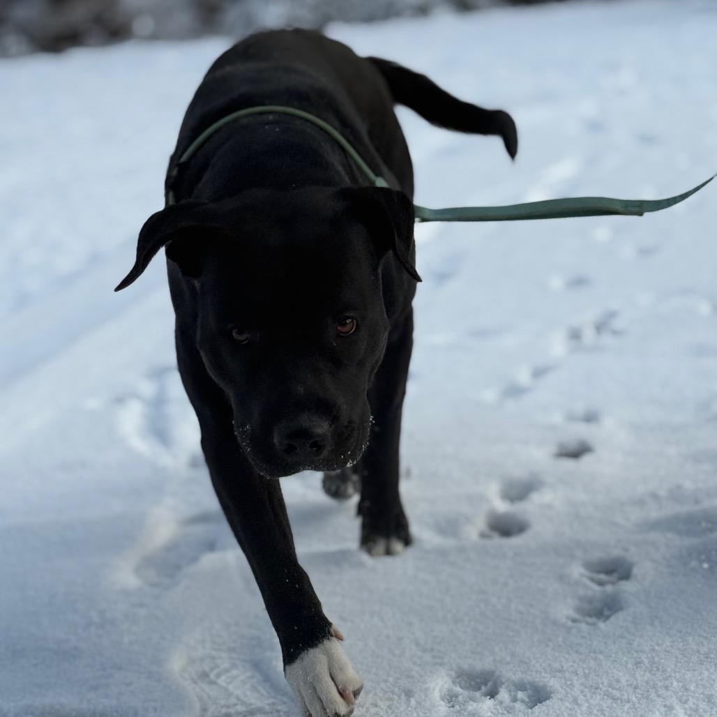 Frosty the snowdog, Adoptable, Adult Male Mixed Breed.